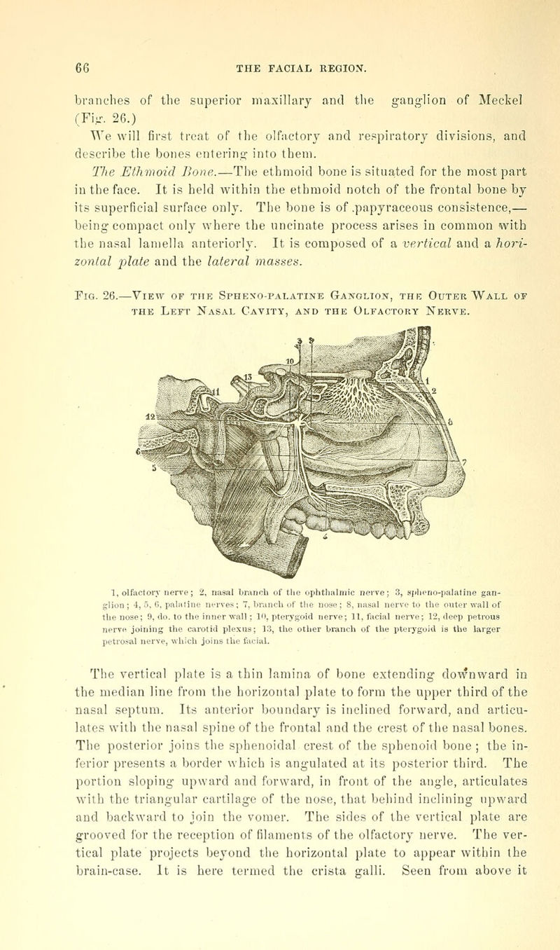 branches of tlie superior niaxilltxry and the gang-lion of Meckel (Fi- 26.) We will first treat of the olfitctory and respiratory divisions, and describe the bones entering into them. The Ethmoid Bone.—The ethmoid bone is situa,ted for the most part in the face. It is held within the ethmoid notch of the frontal bone by its superficial surface only. The bone is of .papyraceous consistence,— being compact only where the uncinate process arises in common with the nasal lamella anteriorly. It is composed of a vertical and a hori- zontal plate and the lateral masses. Fig. 26.—View of the Sphexo-palatine G-anglton, the Outer Wall of THE Left Nasal Cavity, and the Olfactory Nerve. 1, olfactory nerve; 2, nasal branch of the ophtlialmic nerve; 3, s}ilii'no-j)alatine gan- glion ; 4, 5, G, palatine nerves; 7, branch of the nose; 8, nasal nerve to the outer wall of the nose; 9, do. to the inner wall; in, pterygoid nerve; 11, facial nerve; 12, deep petrous nerve joining the carotid plexus; 13, the other branch of the pterygoid is the larger petrosal nerve, which joins the facial. The vertical plate is a thin lamina of bone extending downward in the median line from the horizontal plate to form the upper third of the nasal septum. Its anterior boundary is inclined forward, and articu- lates with the nasal spine of the frontal and the crest of the nasal bones. The posterior joins the sphenoidal crest of the sphenoid bone ; the in- ferior presents a border which is angulated at its posterior third. The portion sloping upward and forward, in front of the angle, articulates with the triangular cartilage of the nose, that behind inclining upward and backward to join the vomer. The sides of the vertical plate are grooved for the reception of filaments of the olfactory nerve. The ver- tical plate projects beyond the horizontal plate to appear within the brain-case. It is here termed the crista g-alli. Seen from above it