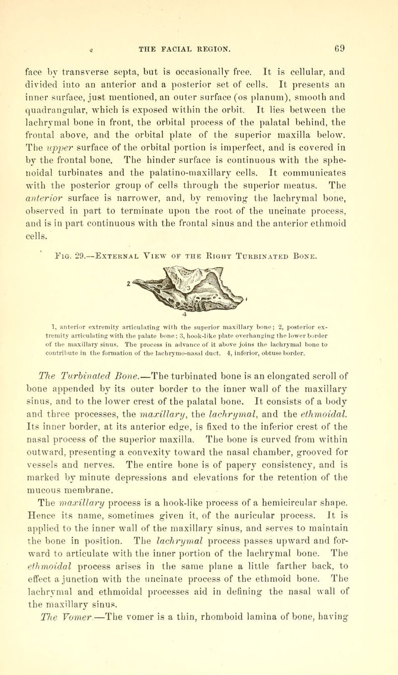 face by transvei'se septa, but is occasionally free. It is cellular, and divided into an anterior and a posterior set of cells. It presents an inner surface, just mentioned, an outer surface (os planum), smooth and quadrangular, which is exposed within the orbit. It lies between the lachrymal bone in front, the orbital process of the palatal behind, the frontal above, and the orbital plate of the superior maxilla below. The upper surface of the orbital portion is imperfect, and is covered in by the frontal bone. The hinder surface is continuous with the sphe- noidal turbinates and the palatino-maxillary cells. It communicates with the posterior group of cells through the superior meatus. The anterior surface is narrower, and, by removing the lachrymal bone, observed in part to terminate upon the root of the uncinate process, and is in part continuous with the frontal sinus and the anterior ethmoid cells. Fig. 29.—External View of the Right Turbinated Bone. 1, anterior extremity articulating with the superior maxillary bono; 2, posterior ex- tremity articulating with the palate bone; 3, hook-like plate overhanging the lower border of the maxillary sinus. The process in advance of it above joins the lachrymal bone to contribute in the formation of the lachrjmo-nasal duct. 4, inferioi', obtuse border. The Turbivated Bone.—The turbinated bone is an elongated scroll of bone appended by its outer border to the inner wall of the maxillary sinus, and to the lower crest of the palatal bone. It consists of a body and three processes, the maxillary, the lachrymal, and the ethmoidal. Its inner border, at its anterior edge, is fixed to the inferior crest of the nasal process of the superior maxilla. The bone is curved from v^^ithin outward, presenting a convexity toward the nasal chamber, grooved for vessels and nerves. The entire bone is of papery consistency, and is marked by minute depressions and elevations for the retention of the mucous membrane. The maxillary process is a hook-like process of a hemicircular shape. Hence its name, sometimes given it, of the auricular process. It is applied to the inner wall of the maxillary sinus, and serves to maintain the bone in position. The lachrymal process passes upward and for- w-ard to articulate with the inner portion of the lachrymal bone. The ethmoidal process arises in the same plane a little farther back, to effect a junction with the uncinate process of the ethmoid bone. The lachrymal and ethmoidal processes aid in defining the nasal wall of the maxillary sinus. The Vomer.—The vomer is a thin, rhomboid lamina of bone, having