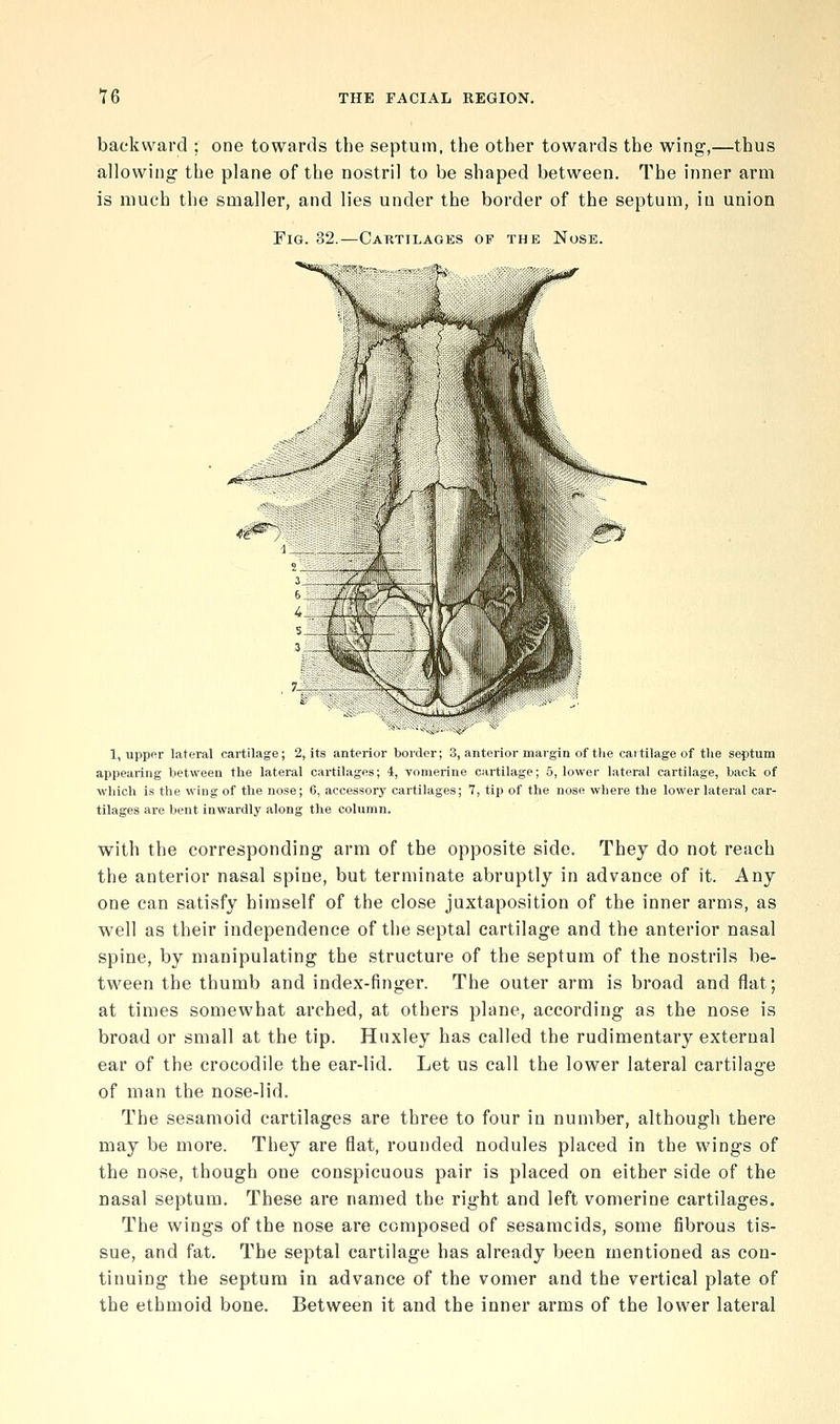 backward ; one towards the septum, the other towards the wing,—thus allowing the plane of the nostril to be shaped between. The inner arm is much the smaller, and lies under the border of the septum, in union Fig. 32.—Caktilaoes of the Nose. 1, upper lateral cartilage; 2, its anterior border; 3, anterior margin of the cartilage of the septum appearing between the lateral cartilages; 4, vomerine cartilage; 5, lower lateral cartilage, back of which is the wing of the nose; 6, accessory cartilages; 7, tip of the nose where the lower lateral car- tilages are bent inwardly along the column. with the corresponding arm of the opposite side. They do not reach the anterior nasal spine, but terminate abruptly in advance of it. Any one can satisfy himself of the close juxtaposition of the inner arms, as well as their independence of the septal cartilage and the anterior nasal spine, by manipulating the structure of the septum of the nostrils be- tween the thumb and index-finger. The outer arm is broad and flat; at times somewhat arched, at others plane, according as the nose is broad or small at the tip. Huxley has called the rudimentary external ear of the crocodile the ear-lid. Let us call the lower lateral cartilage of man the nose-lid. The sesamoid cartilages are three to four in number, although there may be more. They are flat, rounded nodules placed in the wings of the nose, though one conspicuous pair is placed on either side of the nasal septum. These are named the right and left vomerine cartilages. The wings of the nose are composed of sesamoids, some fibrous tis- sue, and fat. The septal cartilage has already been mentioned as con- tinuing the septum in advance of the vomer and the vertical plate of the ethmoid bone. Between it and the inner arms of the lower lateral