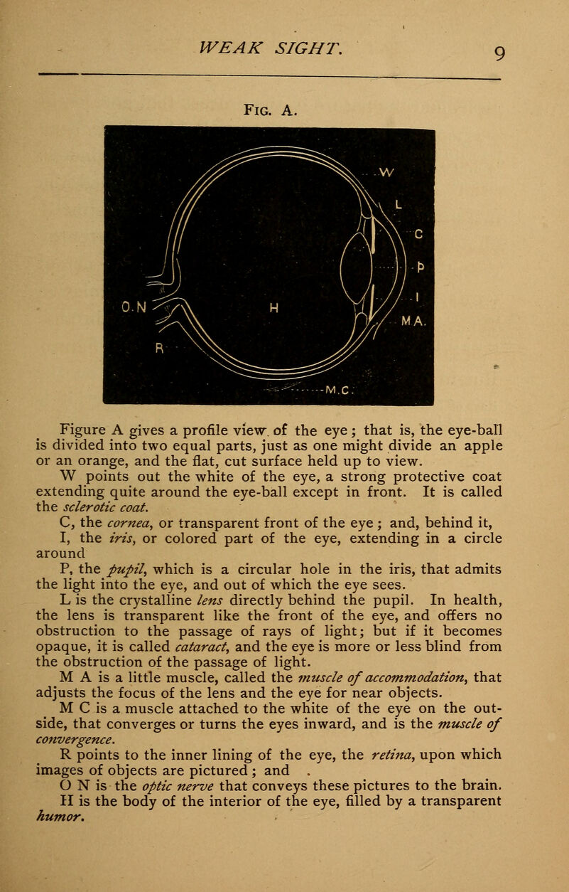 Fig. A. Figure A gives a profile view, of the eye; that is, the eye-ball is divided into two equal parts, just as one might divide an apple or an orange, and the flat, cut surface held up to view. W points out the white of the eye, a strong protective coat extending quite around the eye-ball except in front. It is called the sclerotic coat. C, the cornea, or transparent front of the eye ; and, behind it, I, the iris, or colored part of the eye, extending in a circle around P, the pupil, which is a circular hole in the iris, that admits the light into the eye, and out of which the eye sees. L is the crystalline lens directly behind the pupil. In health, the lens is transparent like the front of the eye, and offers no obstruction to the passage of rays of light; but if it becomes opaque, it is called cataract, and the eye is more or less blind from the obstruction of the passage of light. M A is a little muscle, called the muscle of accommodation, that adjusts the focus of the lens and the eye for near objects. M C is a muscle attached to the white of the eye on the out- side, that converges or turns the eyes inward, and is the muscle of cotwergence. R points to the inner lining of the eye, the retina, upon which images of objects are pictured ; and . O N is the optic nerve that conveys these pictures to the brain. II is the body of the interior of the eye, filled by a transparent humor.