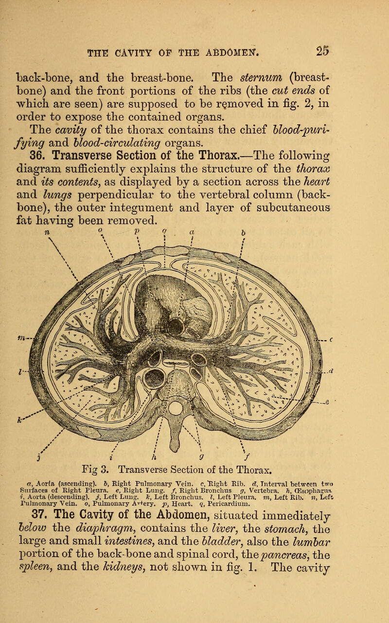 back-bone, and the breast-bone. The sternum (breast- bone) and the front portions of the ribs (the cut ends of which are seen) are supposed to be removed in fig. 2, in order to expose the contained organs. The cavity of the thorax contains the chief blood-puri- fying and hlood-circulating organs. 36. Transverse Section of the Thorax.—The following diagram sufficiently explains the structure of the thorax and its contents, as displayed by a section across the heart and lungs perpendicular to the vertebral column (back- bone), the outer integument and layer of subcutaneous fat having been removed. Transverse Section of the Thorax. a, Aorfa (ascending), h, Right Pulmonary Vein, c, llight Eib. d, InteiTal between two Smfaceg of Eight Pleura, e. Right Lung. /, Eight Bronchus g, Vertebra, h, CEsc)phagus. «, Aorta (descending), j, Left Lung, k. Left Bronchus. I, Left Pleura, m, Left Rib. n, Left Pulmonary Vein, o, Pulmonary Avtery. p. Heart, q, Pericardium. 37. The Cavity of the Abdomen, situated immediately tdow the diaphragm, contains the liver, the stomach, the large and small intestines, and the bladder, also the lumbar portion of the back-bone and spinal cord, th.Q pancreas, the spleen, and the kidneys, not shown in fig. 1. The cavity