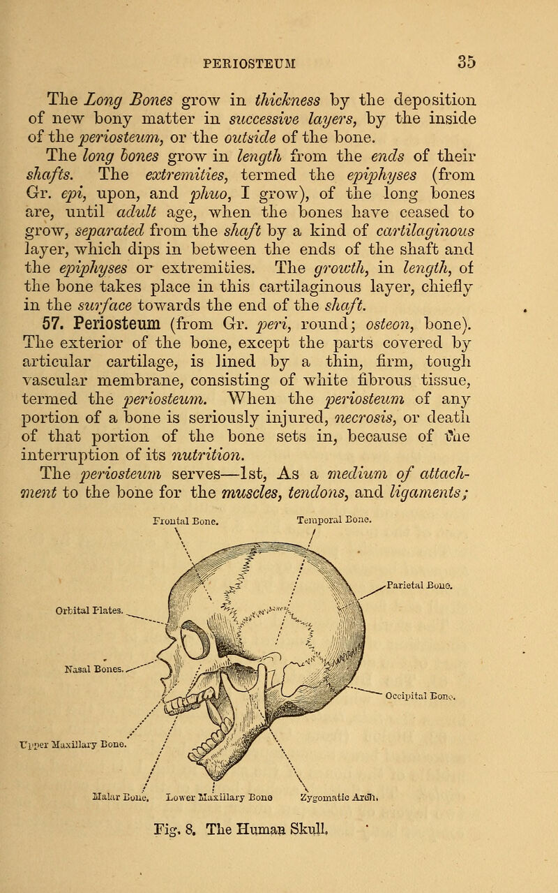 Tlie Long Bones grow in thickness by the deposition of new bony matter in successive layers, by the inside of the periosteum, or the outside of the bone. The long hones grow in leyigth from the ends of their shafts. The extremities, termed the epiphyses (from Gr. epi, upon, and phuo, I grow), of the long bones are, until adult age, when the bones have ceased to grow, separated from the shaft by a kind of cartilaginous layer, which dips in between the ends of the shaft and the epiphyses or extremities. The growth, in length, of the bone takes place in this cartilaginous layer, chiefly in the surface towards the end of the shaft. 57. Periosteum (from Gr. p)eri, round; osteon, bone). The exterior of the bone, except the parts covered by articular cartilage, is lined by a thin, firm, tough vascvdar membrane, consisting of white fibrous tissue, termed the periosteuj7n. When the periosteum of any portion of a bone is seriously injured, iiecrosis, or death of that portion of the bone sets in, because of i?iie interruption of its nutrition. The ^^^'^'iosteum serves—1st, As a medium of attach- ment to the bone for the muscles, teridons, and ligaments; Temporal Done. Orbital Plates. Ui'iier Haxillary Bono. Parietal Eous. Halar Bou'e. Lower Maxillary Bono Zygomatic Arull. Fig, 8. The HumaH Skull.