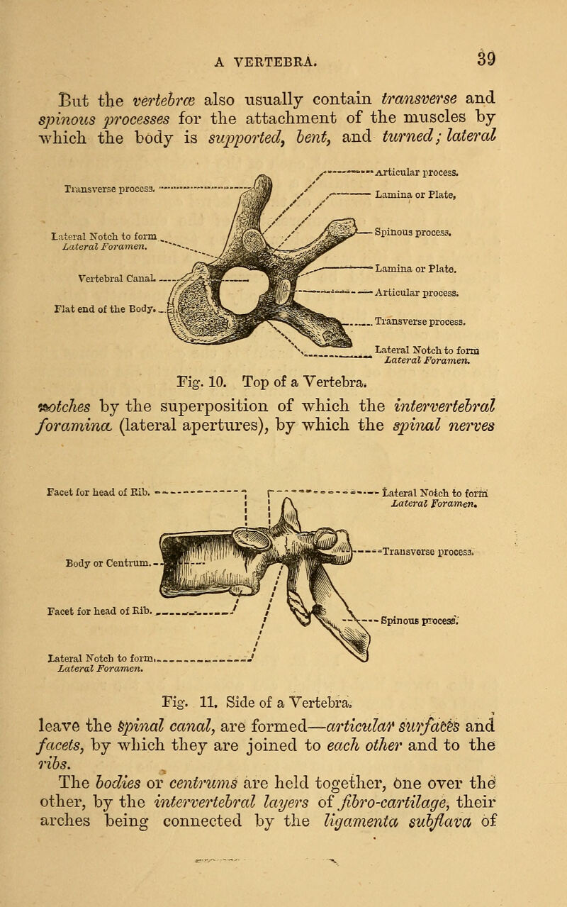 But tHe vertehrm also usually contain transverse and spinous processes for the attachment of the muscles by which the body is su2oported, lent, and turned; lateral Transverse process. Lateral Notch to form Lateral Foramen. Vertebral CanaL ~. Flat end of the Body. _ —'Articular process. Lamina or Plate, Spinous process. Lamina or Plate. Articular i .. Transverse process. Lateral Notch to form Lateral Foramen. rig. 10. Top of a Vertebra. latches by the superposition of which the intefrvei^tehrat foramina, (lateral apertures), by which the spinal nerves Facet for head of Eib, Body or Centrum. - Facet for head of Kib. Lateral Notch to form, Lateral Foramen, lateral Notch to forin Lateral Foramen, —--Transverse process. — Spinous piocess.' Fig. 11. Side of a Vertebra. leave the spinal canal, are formed—articular surfatt^ and facets, by which they are joined to each other and to the rihs. The bodies or centrums are held together, 6ne over the other, by the intervertebral layers oi Jibro-cartilage, their arches being connected by the ligamenta suhflava of