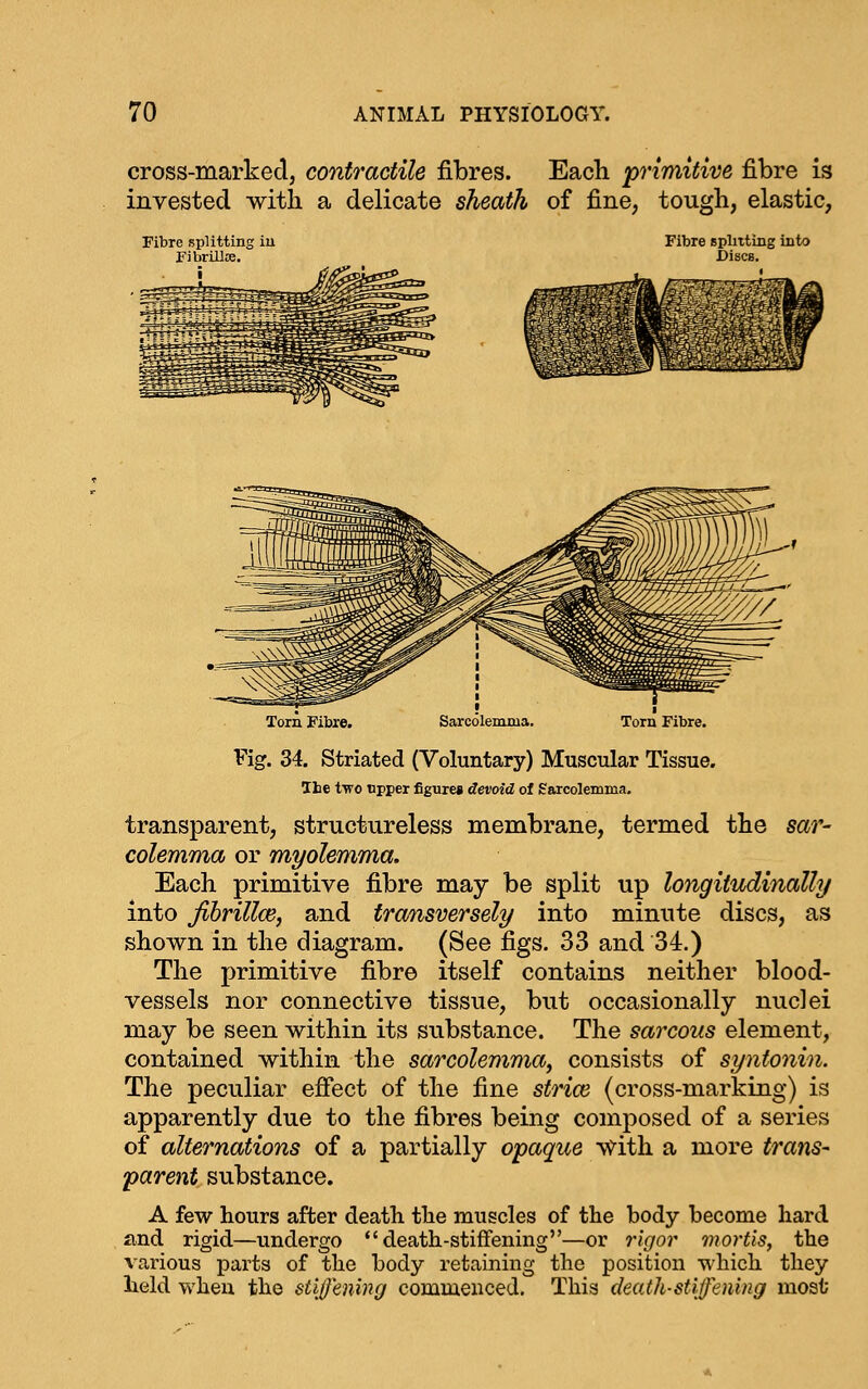 cross-markedj contractile fibres. Each primitive fibre is invested witli a delicate sheath of fine, tough, elastic, Fibre splitting iu Fibrillce. Fibre splitting into Discs. Fig. 34. Striated (Voluntary) Muscular Tissue. The two tipper figure* devoid of Sarcolemma. transparent, structureless membrane, termed the sar- colemma or myolemma. Each primitive fibre may be split up longitudinally into fihrillce^ and transversely into minute discs, as shown in the diagram. (See figs. 33 and 34.) The primitive fibre itself contains neither blood- vessels nor connective tissue, but occasionally nuclei may be seen within its substance. The sarcous element, contained within the sarcolemma^ consists of syntonin. The peculiar effect of the fine strioi (cross-marking) is apparently due to the fibres being composed of a series of alternations of a partially opaque vf^ith a more trans- parent substance. A few hours after death the muscles of the body become hard and rigid—undergo death-stiffening—or rigor mortis, the various parts of the body retaining the position which they held when the stiffening commenced. This death-stiffening most