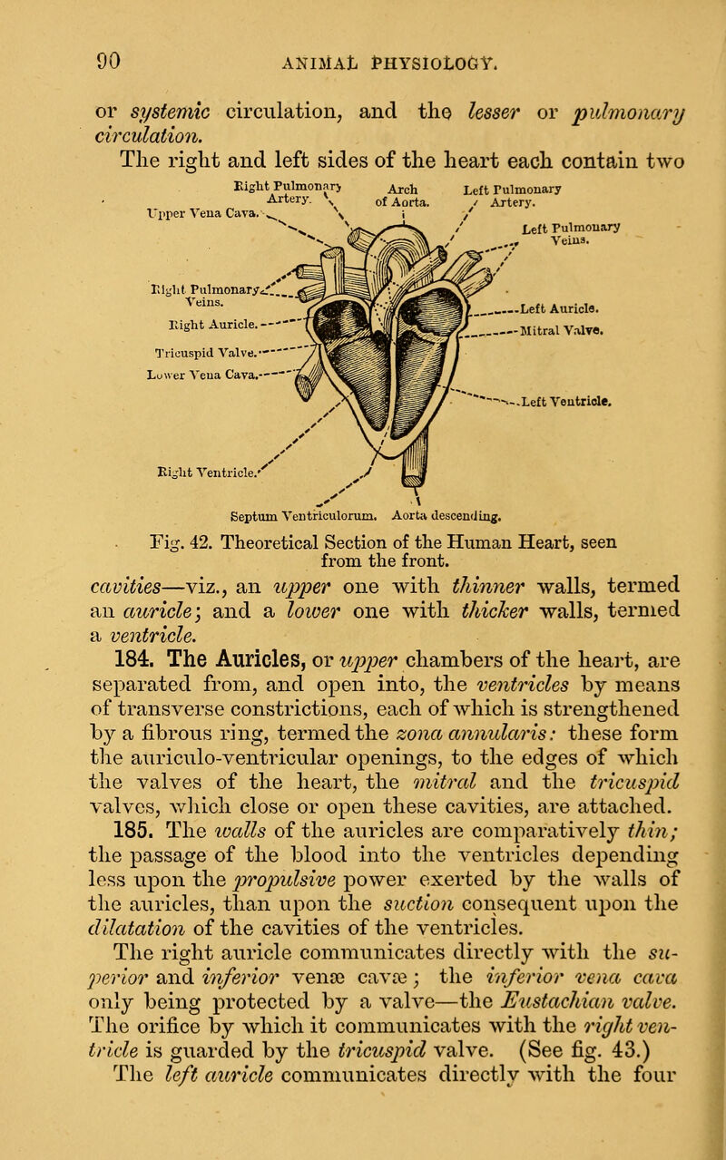 or systemic circulation, and the lesser or pulmonary circulation. The right and left sides of the heart each contain two Eight Pulmonar) Artery. \ Arch Left rulmonary of Aorta. Artery. ITprer Veua Cava.-v^ \ i / -. '. l(S?*>vX'''^ / Left Pulmouary >-»^ >^^P^'' J-|P^K^ '¥ Til gilt Pulmonary ^r...j^^Jllg Sra'i'^^^^fc! OiP^ ^^ Veins. ^^^i^S Wf:-^^^m IT- Left Auricle. raght Auricle.—-—T^^H Nn %- . Mitral V.-Uvo, Tricuspid Valve. '/Vm^ Luwer Veua Cava. 'hW^% ^X^Mj W V ^H^py ■—.-LeftVeutride. Right Ventricle.' .' ^ \ Septum Ventriculorum, Aorta descending. Fig. 42. Theoretical Section of the Human Heart, seen from the front. cavities—viz., an nipper one with thinner walls, termed an auricle', and a loioer one with thicker walls, termed a ventricle. 184. The Auricles, or u202Jer chambers of the heai^t, are separated from, and open into, the ventricles by means of transverse constrictions, each of which is strengthened by a fibrous ring, termed the zona annularis: these form the auriculo-ventricular openings, to the edges of which the valves of the heart, the mitral and the tricuspid valves, v/hich close or open these cavities, are attached. 185. The lualls of the auricles are comparatively thin; the passage of the blood into the ventricles depending le.ss upon the j^'i'opulsive power exerted by the walls of the auricles, than upon the suction consequent upon the dilatation of the cavities of the ventricles. The right auricle communicates directly with the 52^- perior and inferior venoe cav^; the inferior vena cava only being protected by a valve—the Eustachian vcdve. The orifice by which it communicates with the right ven- tricle is guarded by the tricuspid valve. (See fig. 43.) The left auricle communicates directly with the four