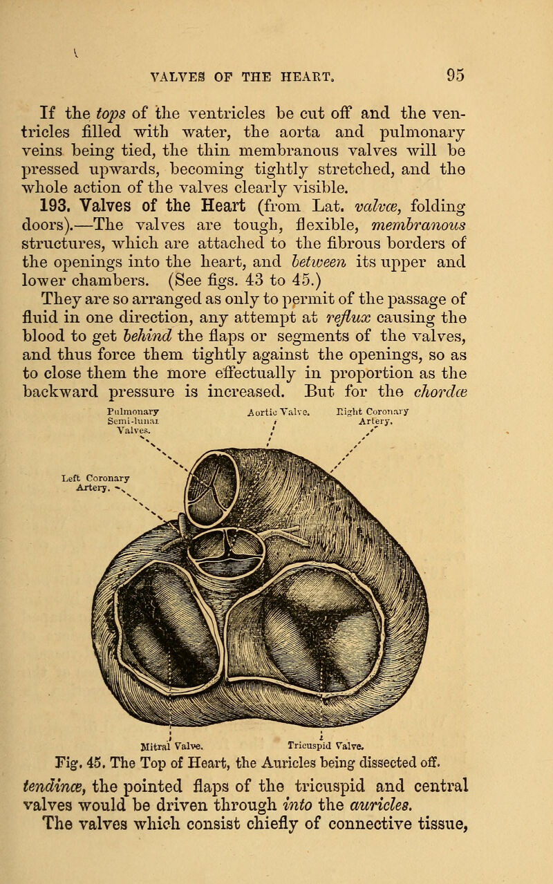 If the tops of the ventricles be cut off and the ven- tricles filled with water, the aorta and pulmonary veins being tied, the thin membranous valves will be pressed upwards, becoming tightly stretched, and the whole action of the valves clearly visible. 193. Valves of the Heart (from Lat. valvce, folding doors).—The valves are tough, flexible, membranous structures, which are attached to the fibrous borders of the openings into the heart, and hetween its upper and lower chambers. (See figs. 43 to 45.) They are so arranged as only to permit of the passage of fluid in one direction, any attempt at reflux causing the blood to get behind the flaps or segments of the valves, and thus force them tightly against the openings, so as to close them the more efi'ectually in proportion as the backward pressure is increased. But for the chordce Aortio Valve. Tdg\\i Coronary / Artery. Mitral Vah-e. Tricuspid Valve. Fig, 45, The Top of Heart, the Auricles being dissected off. iendince, the pointed flaps of the tricuspid and central valves would be driven through into the auricles. The valves which consist chiefly of connective tissue,