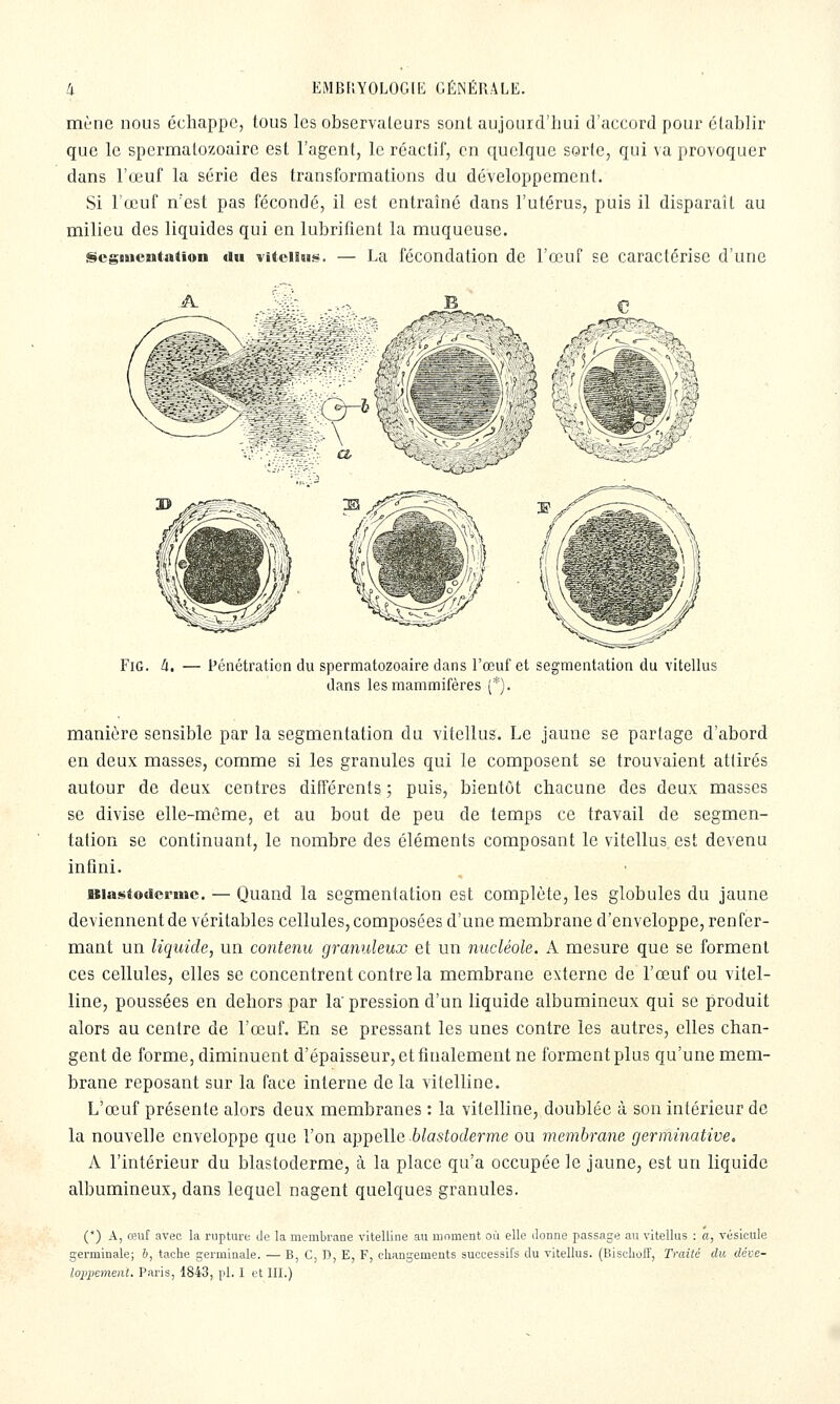 mène nous échappe, tous les observaleurs sonl aujourd'hui d'accord pour élablir que le spermalozoairc est l'agent, le réactif, en quelque sorte, qui va provoquer dans l'œuf la série des transformations du développement. Si l'œuf n'est pas fécondé, il est entraîné dans l'utérus, puis il disparaît au milieu des liquides qui en lubrifient la muqueuse. Segmentation du vîteiius. — La fécondation de l'œuf se caractérise d'une W?-^'^ \^ FiG. li, — fcnétration du spermatozoaire dans l'œuf et segmentation du vitellus dans les mammifères (*). manière sensible par la segmentation du vitellus. Le jaune se partage d'abord en deux masses, comme si les granules qui le composent se trouvaient attirés autour de deux centres différents ; puis, bientôt chacune des deux masses se divise elle-même, et au bout de peu de temps ce travail de segmen- tation se continuant, le nombre des éléments composant le vitellus est devenu infini. Blastoderme. — Quand la segmentation est complète, les globules du jaune deviennent de véritables cellules, composées d'une membrane d'enveloppe, renfer- mant un liquide, un contenu granuleux et un nucléole. A mesure que se forment ces cellules, elles se concentrent contre la membrane externe de l'œuf ou vitel- line, poussées en dehors par la' pression d'un liquide albumineux qui se produit alors au centre de l'œuf. En se pressant les unes contre les autres, elles chan- gent de forme, diminuent d'épaisseur, et finalement ne forment plus qu'une mem- brane reposant sur la face interne de la vitelline. L'œuf présente alors deux membranes : la vitelline, doublée à son intérieur de la nouvelle enveloppe que l'on appelle .6/os(ocZerme ou membrane germinative, A l'intérieur du blastoderme, à la place qu'a occupée le jaune, est un liquide albumineux, dans lequel nagent quelques granules. (*) A, œuf avec la rupture de la membraDe vitelline au moment où elle donne passage au vitellus : a, vésicule germinale; 6, tache germinale. — B, G, D, E, F, changements successifs du vitellus. (Bischoff, Traité du déve- loppement. Paris, 1843, pi. I ut III.)