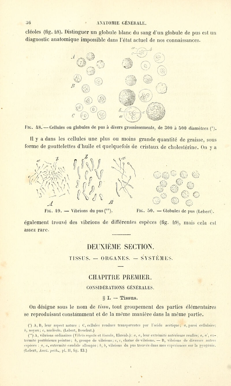 cléoles (fig. /i8). Distinguer un globule blanc du sang d'un globule de pus esl un diagnostic anatomique impossible dans l'état actuel de nos connaissances. A M Mw (Â^: B Fig. 48. — Cellules ou globules de pus à divers grossissements^ de 300 à 500 diamètres (*). Il y a dans les cellules une plus ou moins grande quantité de graisse, sous forme de gouttelettes d'huile et quelquefois de cristaux de cholestérine. On y a X^ ^ ^eMm ti Fig. 49. — Vibrions dupus(**). m^ ^■^ © également trouvé des vibrions de différentes espèces assez rare. Fig. 50. — Globules de pus (Lebert). . i^i9), mais cela est DEUXIEME SECTION. TISSUS. — ORGANES. — SYSTÈMES. CHAPITRE PREMIER. CONSIDÉRATIONS GÉNÉRALES. § I. — Tissus. On désigne sous le nom de tissu^ tout groupement des parties élémentaires se reproduisant constamment et de la même manière dans la même partie. (*) A, B, leur aspect nature ; C, cellules rendues transparentes par rucitle acétique ; a, paroi cellulaire; 6, noyau; c, nucléole. (Lebert, Boucbut.) (**) A, vibrions ordinaires {Vibriorcfjiila et lineola, Ebrenb.) : a, a, leur extrémité aiitérieure renllée; a, a, ex- trémité postérieure pointue; 6, groupe de vibrions; c, c, cliaîae de vibrions. — B, vibrions de diverses autres espèces ; a, a, extrémité caudale allongée ; 6, b, vibrions du pus trouvés dans mes expériences sur la pyogénie. (Lebert, Ànul. poAh,, pi. Il, fig. 13.)