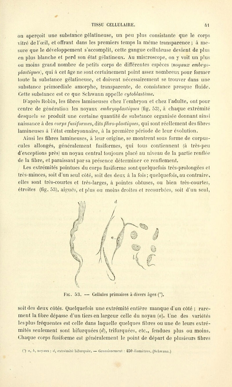 on aperçoit une substance gélatineuse, un peu plus consistante que le corps vitré de l'œil, et offrant dans les premiers temps la même transparence ; à me- sure que le développement s'accomplit, cette gangue celluleuse devient de plus en plus blanche et perd son état gélatineux. Au miscroscope, on y voit un plus ou moins grand nombre de petits corps de différentes espèces [noyaux embryo- plastiques), qui à cet âge ne sont certainement point assez nombreux pour former toute la substance gélatineuse, et doivent nécessairement se trouver dans une substance primordiale amorphe, transparente, de consistance presque fluide. Cette substance est ce que Scliwann appelle cytoblastème. D'après Robin, les fibres lamineuses chez l'embryon et chez l'adulte, ont pour centre de génération les noyaux embryoplastiques (fig. 53), à chaque extrémité desquels se produit une certaine quantité de substance organisée donnant ainsi naissance à des corps fusiformes, dits fibro-plastiques, qui sont réellement des fibres lamineuses à l'état embryonnaire, à la première période de leur évolution. Ainsi les fibres lamineuses, à leur origine, se montrent sous forme de corpus- cules allongés, généralement fusiformes, qui tous contiennent (à très-peu d'exceptions près) un noyau central toujours placé au niveau de la partie renflée de la fibre, et paraissant par sa présence déterminer ce renflement. Les extrémités pointues du corps fusiforme sont quelquefois très-prolongées et très-minces, soit d'un seul côté, soit des deux à la fois; quelquefois,au contraire, elles sont très-courtes et très-larges, à pointes obtuses, ou bien très-courtes, étroites (fig. 53), aiguës, et plus ou moins droites et recourbées, soit d'un seul. FiG. 53. — Cellules primaires à divers âges (*). soit des deux côtés. Quelquefois une extrémité entière manque d'un côté ; rare- ment la fibre dépasse d'un tiers en largeur celle du noyau {a). Une des variétés les plus fréquentes est celle dans laquelle quelques fibres ou une de leurs extré- mités seulement sont bifurquées (d), trifurquées, etc., fendues plus ou moins. Chaque corps fusiforme est généralement le point de départ de plusieurs fibres (*) n, i, noyaux ; d, extrémité bifiivqiiée. — Grossissement : 450 iliamètres. (Seliwann.