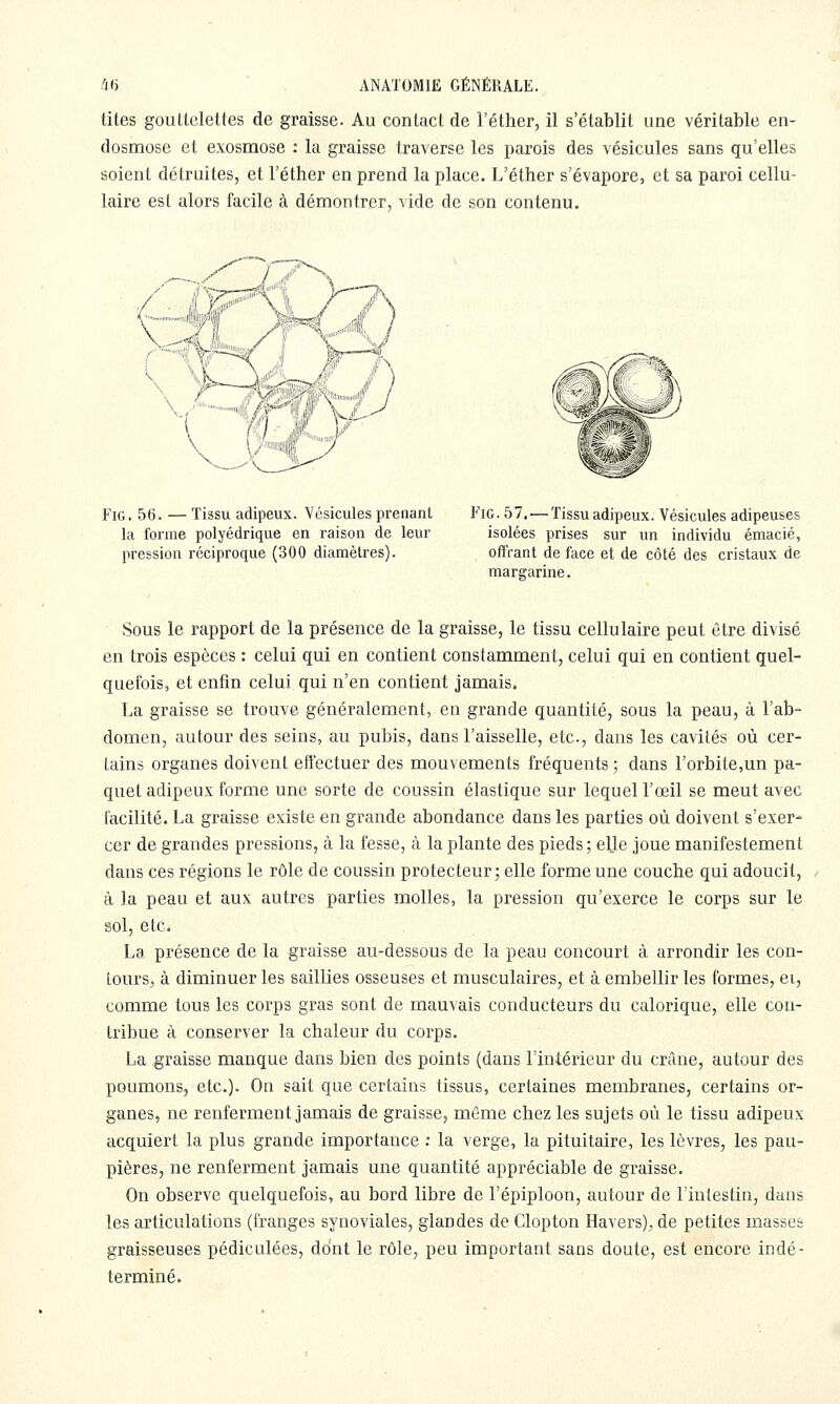 tiles gouLlelettes de graisse. Au contact de l'éther, il s'établit une véritable en- dosmose et exosmose : la graisse traverse les parois des vésicules sans qu'elles soient détruites, et l'éther en prend la place. L'éther s'évapore, et sa paroi cellu- laire est alors facile à démontrer, vide de son contenu. FiG, 56. — Tissu adipeux. Vésicules prenant la forme polyédrique en raison de leur pression réciproque (300 diamètres). FiG. 57, — Tissu adipeux. Vésicules adipeuses isolées prises sur «n individu émacié, offrant de face et de côté des cristaux de margarine. Sous le rapport de la présence de la graisse, le tissu cellulaire peut être divisé en trois espèces : celui qui en contient constamment, celui qui en contient quel- quefois, et enfin celui qui n'en contient jamais. La graisse se trouve généralement, en grande quantité, sous la peau, à l'ab- domen, autour des seins, au pubis, dans l'aisselle, etc., dans les cavités où cer- tains organes doivent efi'ectuer des mouvements fréquents ; dans l'orbite,un pa- quet adipeux forme une sorte de coussin élastique sur lequel l'œil se meut avec facilité. La graisse existe en grande abondance dans les parties où doivent s'exer- cer de grandes pressions, à la fesse, à la plante des pieds; elle joue manifestement dans ces régions le rôle de coussin protecteur; elle forme une couche qui adoucit, à la peau et aux autres parties molles, la pression qu'exerce le corps sur le sol, etc. La présence de la graisse au-dessous de la peau concourt à arrondir les con- toursj à diminuer les saillies osseuses et musculaires, et à embellir les formes, ei, comme tous les corps gras sont de mauvais conducteurs du calorique, elle con- tribue à conserver la chaleur du corps. La graisse manque dans bien des points (dans l'intérieur du crâne, autour des poumons, etc.). On sait que certains tissus, certaines membranes, certains or- ganes, ne renferment jamais de graisse, même chez les sujets où le tissu adipeux acquiert la plus grande importance : la verge, la pituitaire, les lèvres, les pau- pières, ne renferment jamais une quantité appréciable de graisse. On observe quelquefois, au bord libre de l'épiploon, autour de l'intestin, dans les articulations (franges synoviales, glandes de Clopton Havers), de petites masses graisseuses pédiculées, dont le rôle, peu important sans doute, est encore indé- terminé.