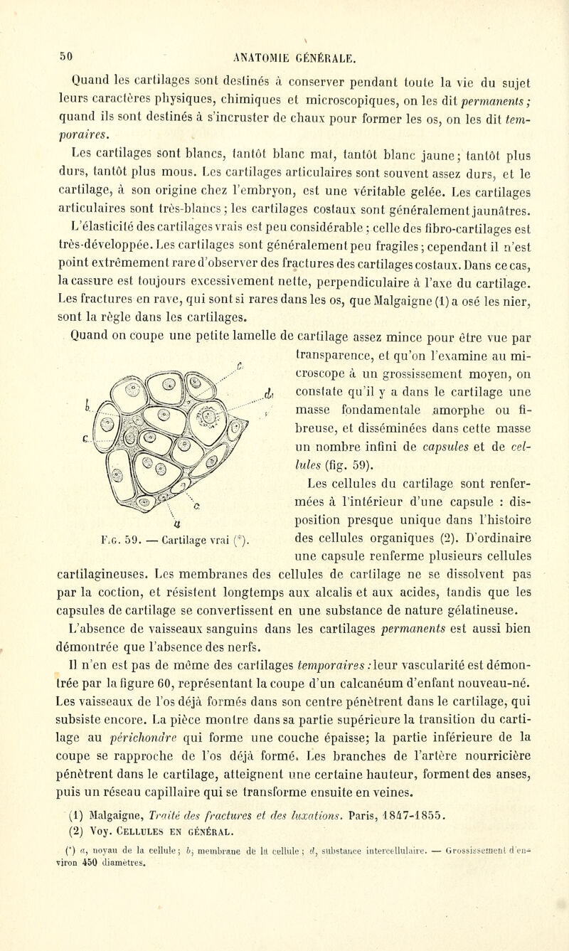 Quand les cartilages sont destinés à conserver pendant toute la vie du sujet leurs caractères physiques, chimiques et microscopiques, on les dit permanents ; quand ils sont destinés à s'incruster de chaux pour former les os, on les dit tem- poraires. Les cartilages sont blancs, tantôt blanc mat, tantôt blanc jaune; tantôt plus durs, tantôt plus mous. Les cartilages articulaires sont souvent assez durs, et le cartilage, à son origine chez l'embryon, est une véritable gelée. Les cartilages articulaires sont très-blancs; les cartilages costaux sont généralement jaunâtres. L'élasticité des cartilages vrais est peu considérable ; celle des fibro-cartilages est très-développée. Les cartilages sont généralement peu fragiles ; cependant il n'est point extrêmement rare d'observer des fractures des cartilages costaux. Dans ce cas, la cassure est toujours excessivement nette, perpendiculaire ta l'axe du cartilage. Les fractures en rave, qui sont si rares dans les os, que Malgaigne (1) a osé les nier, sont la règle dans les cartilages. Quand on coupe une petite lamelle de cartilage assez mince pour être vue par transparence, et qu'on l'examine au mi- croscope à un grossissement moyen, on (J, constate qu'il y a dans le cartilage une , masse fondamentale amorphe ou fi- breuse, et disséminées dans cette masse un nombre infini de capsules et de cel- lules (fig. 59). Les cellules du cartilage sont renfer- mées à l'intérieur d'une capsule : dis- position presque unique dans l'histoire des cellules organiques (2). D'ordinaire une capsule renferme plusieurs cellules cartilagineuses. Les membranes des cellules de cartilage ne se dissolvent pas par la coction, et résistent longtemps aux alcalis et aux acides, tandis que les capsules de cartilage se convertissent en une substance de nature gélatineuse. L'absence de vaisseaux sanguins dans les cartilages permanents est aussi bien démontrée que l'absence des nerfs. Il n'en est pas de même des cartilages temporaires .-leur vascularité est démon- trée par la figure 60, représentant la coupe d'un calcanéum d'enfant nouveau-né. Les vaisseaux de l'os déjà formés dans son centre pénètrent dans le cartilage, qui subsiste encore. La pièce montre dans sa partie supérieure la transition du carti- lage au périchoncire qui forme une couche épaisse; la partie inférieure de la coupe se rapproche de l'os déjà formé. Les branches de l'artère nourricière pénètrent dans le cartilage, atteignent une certaine hauteur, forment des anses, puis un réseau capillaire qui se transforme ensuite en veines. (1) Malgaigne, Traité des fractures et des luxations. Paris, 1847-1855. (2) Voy. Cellules en général. IsG. 59. — Cartilage vrai (*) a, noyau de la cellule ; TJron 450 diamètres. h, membrane d6 lit cellule ; (L substance intercellulaire. — Grossissement d'en-