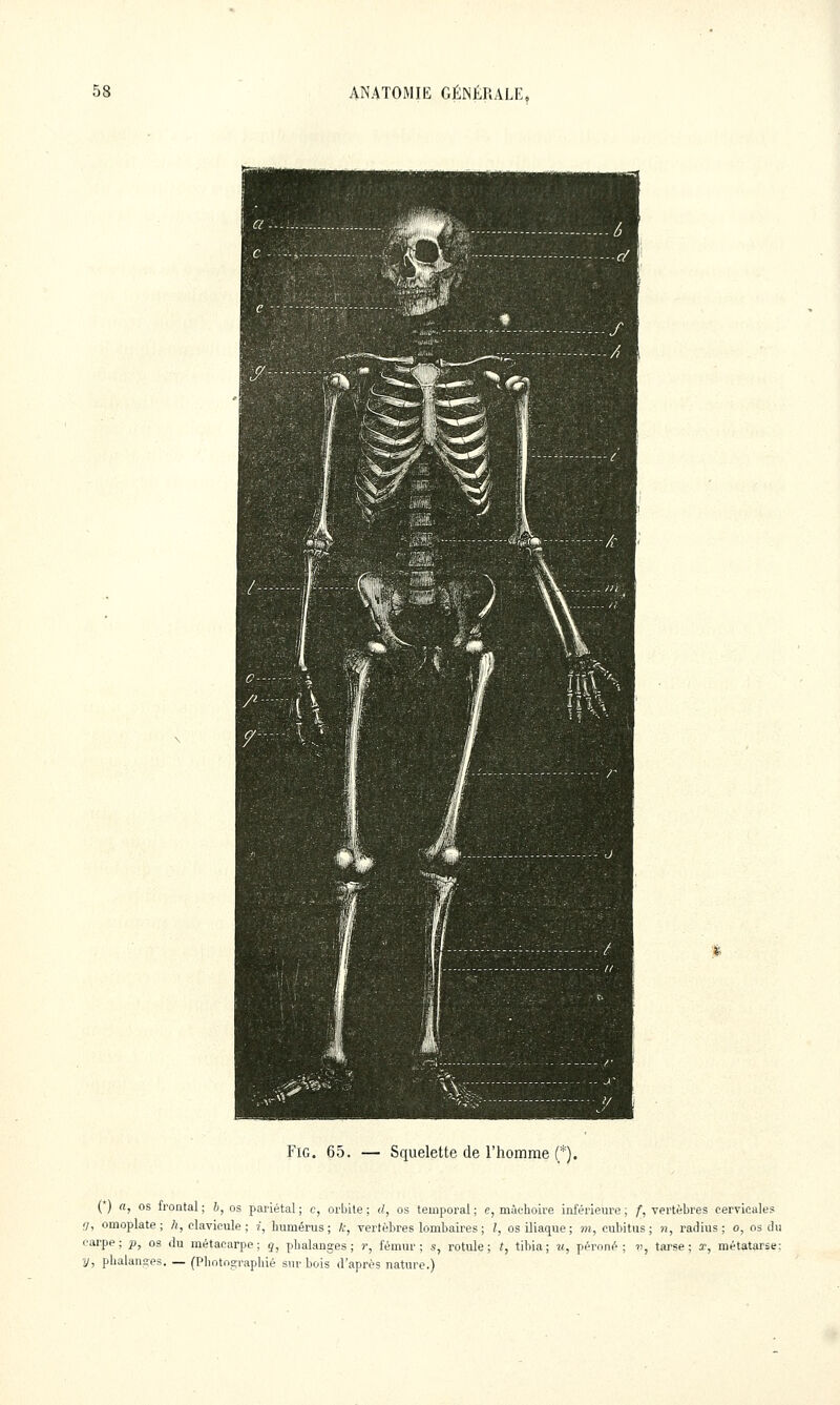 FiG. 65. — Squelette de l'homme (*). { ) n, os frontal ; b, os pariétal ; c, orbite ; d, os temporal ; c, mâchoire inférlem'e ; /, vertèbres cervicales ff, omoplate ; /;, clavicule ; 7, humérus ; k, vertèbres lombaires ; l, os iliaque ; m, cubitus ; n, radius ; 0, os du carpe; p, os du métacarpe; q, yjhalanges ; r, fémur; s, rotule; t, tibia; u, péroné; ?), tarse; x, métatarse: y, phalanges. — (Photo.<ïraphié sur bois d'après nature.)