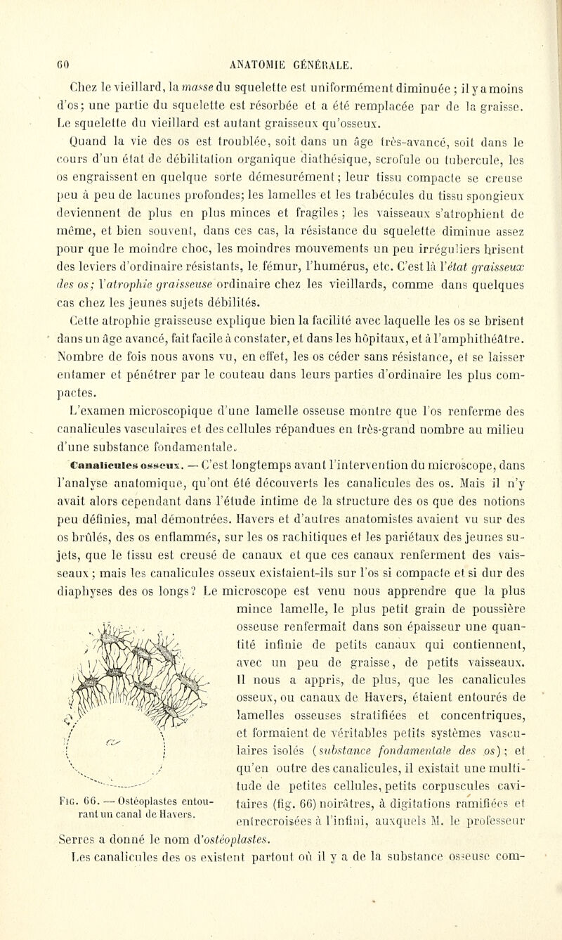 Chez le vieillard, la Jîiasse du squelette est uniformément diminuée; il y a moins d'os; une partie du squelette est résorbée et a été remplacée par de la graisse. Le squelette du vieillard est autant graisseux qu'osseux. Quand la vie des os est troublée, soit dans un âge très-avancé, soit dans le cours d'un état de débilitalion organique diathésique, scrofule ou tubercule, les os engraissent en quelque sorte démesurément ; leur tissu compacte se creuse peu à peu de lacunes profondes; les lamelles et les trabécules du tissu spongieux deviennent de plus en plus minces et fragiles ; les vaisseaux s'atrophient de même, et bien souvent, dans ces cas, la résistance du squelette diminue assez pour que le moindre choc, les moindres mouvements un peu irréguliers brisent des leviers d'ordinaire résistants, le fémur, l'humérus, etc. C'est là l'état graisseux des os; Vatrophie graisseuse ordinaire chez les vieillards, comme dans quelques cas chez les jeunes sujets débilités. Cette atrophie graisseuse explique bien la facilité avec laquelle les os se brisent * dans un âge avancé, fait facile à constater, et dans les hôpitaux, et à l'amphithéâtre. ■ Nombre de fois nous avons vu, en effet, les os céder sans résistance, et se laisser entamer et pénétrer par le couteau dans leurs parties d'ordinaire les plus com- pactes. L'examen microscopique d'une lamelle osseuse montre que l'os renferme des canalicules vasculaires et des cellules répandues en très-grand nombre au milieu d'une substance fondamentale. Canaiicuie.^ osmpus. — C'est longtemps avant l'intervention du microscope, dans l'analyse anatomique, qu'ont été découverts les canalicules des os. Mais il n'y avait alors cependant dans l'étude intime de la structure des os que des notions peu définies, mal démontrées. Havers et d'autres anatomistes avaient vu sur des os brûlés, des os enflammés, sur les os rachitiques et les pariétaux des jeunes su- jets, que le tissu est creusé de canaux et que ces canaux renferment des vais- seaux ; mais les canalicules osseux existaient-ils sur l'os si compacte et si dur des diaphyses des os longs? Le microscope est venu nous apprendre que la plus mince lamelle, le plus petit grain de poussière osseuse renfermait dans son épaisseur une quan- tité infinie de petits canaux qui contiennent, avec un peu de graisse, de petits vaisseaux. Il nous a appris, de plus, que les canalicules osseux, ou canaux de Havers, étaient entourés de lamelles osseuses stratifiées et concentriques, et formaient de véritables petits systèmes vascu- laires isolés (substance fondamentale des os); et qu'en outre des canalicules, il existait une multi- tude de petites cellules, petits corpuscules cavi- taires (tig. 66) noirâtres, à digitations ramifiées et entrecroisées à l'infini, auxquels M. le professeur Serres a donné le nom d'ostéoplastes. I-es canalicules des os existent partout où il y a de la substance os-euse com- FiG. 66. — Ostéoplastes entou- rant un canal de Havers.