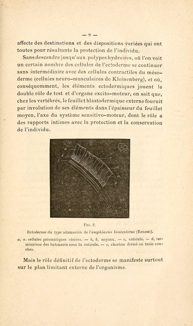 affecte des destinations et des dispositions variées qui ont toutes pour résultante la protection de l'individu. Sansdescendre jusqu'aux polypeshydraires, où l'on voit un certain nombre des cellules de l'ecloderme se continuer sans intermédiaire avec des cellules contractiles du méso- derme (cellules neuro-musculaires de Kleinenberg), et où, conséquemment, les éléments ectodermiques jouent le double rôle de test et d'organe excito-moteur, on sait que, chez les vertébrés, le feuillet blastodermique externe fournit par involution de ses éléments dans l'épaisseur du feuillet moyen, l'axe du système sensitivo-moteur, dont le rôle a des rapports intimes avec la protection et la conservation de l'individu. FiG. 2. Ectodernie du type adamantin de Yamphioxus lanceolatus (Renaut). a, a. cellules prismatiques striées. — h, b, noyaux. — c, cuticule. — d, ter- minaison des bâtonnets sous la cuticule. — e, ckorion divisé en trois cou- ches. Mais le rôle définitif de l'ectoderme se manifeste surtout sur le plan limitant externe de l'organisme.