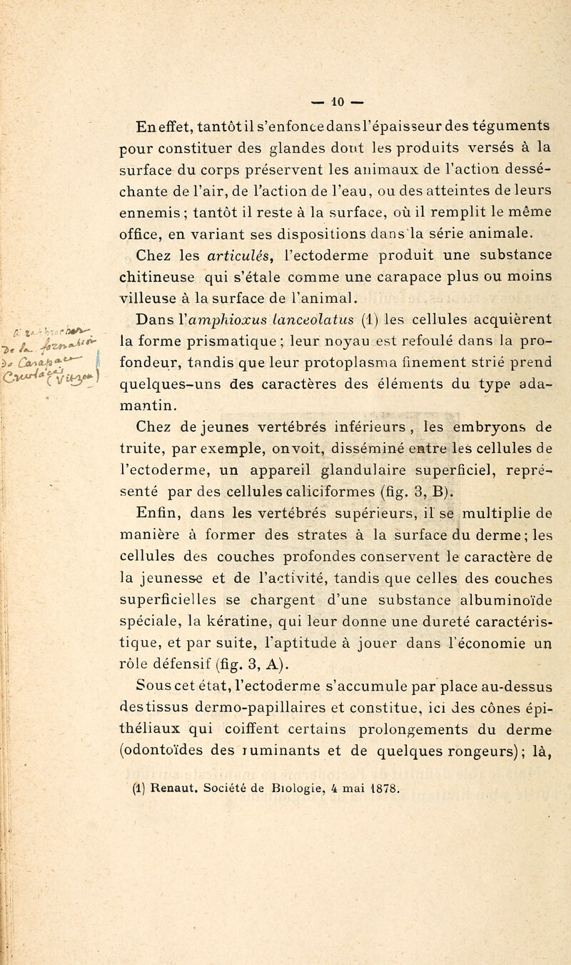 — 10 -- Eneffet, tantôt il s'enfonce dans l'épaisseur des téguments pour constituer des glandes dont les produits versés à la surface du corps préservent les animaux de l'action dessé- chante de l'air, de l'action de l'eau, ou des atteintes de leurs ennemis ; tantôt il reste à la surface, où il remplit le même office, en variant ses dispositions dans la série animale. Chez les articulés, l'ectoderme produit une substance chitineuse qui s'étale comme une carapace plus ou moins villeuse à la surface de l'animal. Dans Vamphioxus lanceolatus (1) les cellules acquièrent / J/zfy^^^ ^^ forme prismatique; leur noyau est refoulé dans la pro- •>^ ûx^a.ja'^'-'^ I fondeur, tandis que leur protoplasma finement strié prend 0 CVi^i quelques-uns des caractères des éléments du type ada- mantin. Chez de jeunes vertébrés inférieurs , les embryons de truite, par exemple, on voit, disséminé entre les cellules de l'ectoderme, un appareil glandulaire superficiel, repré- senté par des cellules caliciformes (fig. 3, B). Enfin, dans les vertébrés supérieurs, il se multiplie de manière à former des strates à la surface du derme ; les cellules des couches profondes conservent le caractère de la jeunesse et de l'activité, tandis que celles des couches superficielles se chargent d'une substance albuminoïde spéciale, la kératine, qui leur donne une dureté caractéris- [' tique, et par suite, l'aptitude à jouer dans l'économie un 1 rôle défensif (fig. 3, A). ' ' Sous cet état, l'ectoderme s'accumule par place au-dessus destissus dermo-papillaires et constitue, ici des cônes épi- théliaux qui coiffent certains prolongements du derme (odontoïdes des luminants et de quelques rongeurs) ; là,