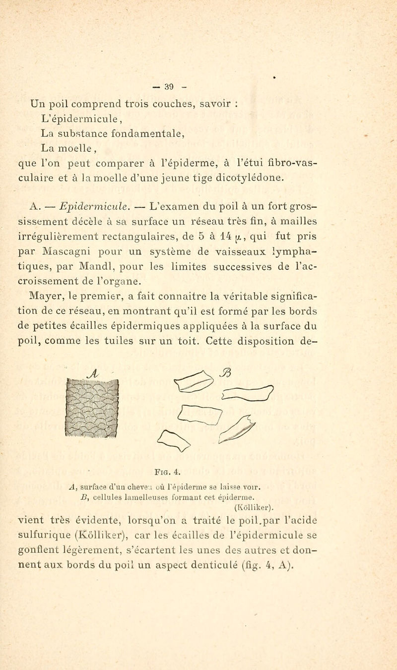 Un poil comprend trois couches, savoir : L'épidermicule, La substance fondamentale, La moelle, que l'on peut comparer à l'épiderme, à l'étui lîbro-vas- culaire et à la moelle d'une jeune tige dicotylédone. A. — Epidermicule. — L'examen du poil à un fort gros- sissement décèle à sa surface un réseau très fin, à mailles irrégulièrement rectangulaires, de 5 à 14 ij., qui fut pris par Mascagni pour un système de vaisseaux lympha- tiques, par Mandl, pour les limites successives de l'ac- croissement de l'organe. Mayer, le premier, a fait connaitre la véritable significa- tion de ce réseau, en montrant qu'il est formé par les bords de petites écailles épidermiques appliquées à la surface du poil, comme les tuiles sur un toit. Cette disposition de- Jy FiG. 4. A, surface d'un cheve-; uù ré[)iderme se laisse voir. B, cellules luraelleuses formant cet épidémie. (Kôlliker). vient très évidente, lorsqu'on a traité le poil.par l'acide sulfurique (Kôlliker), car les écailles de l'épidermicule se gonflent légèrement, s'écartent les unes des autres et don- nent aux bords du poil un aspect denticulé (fig. 4, A).