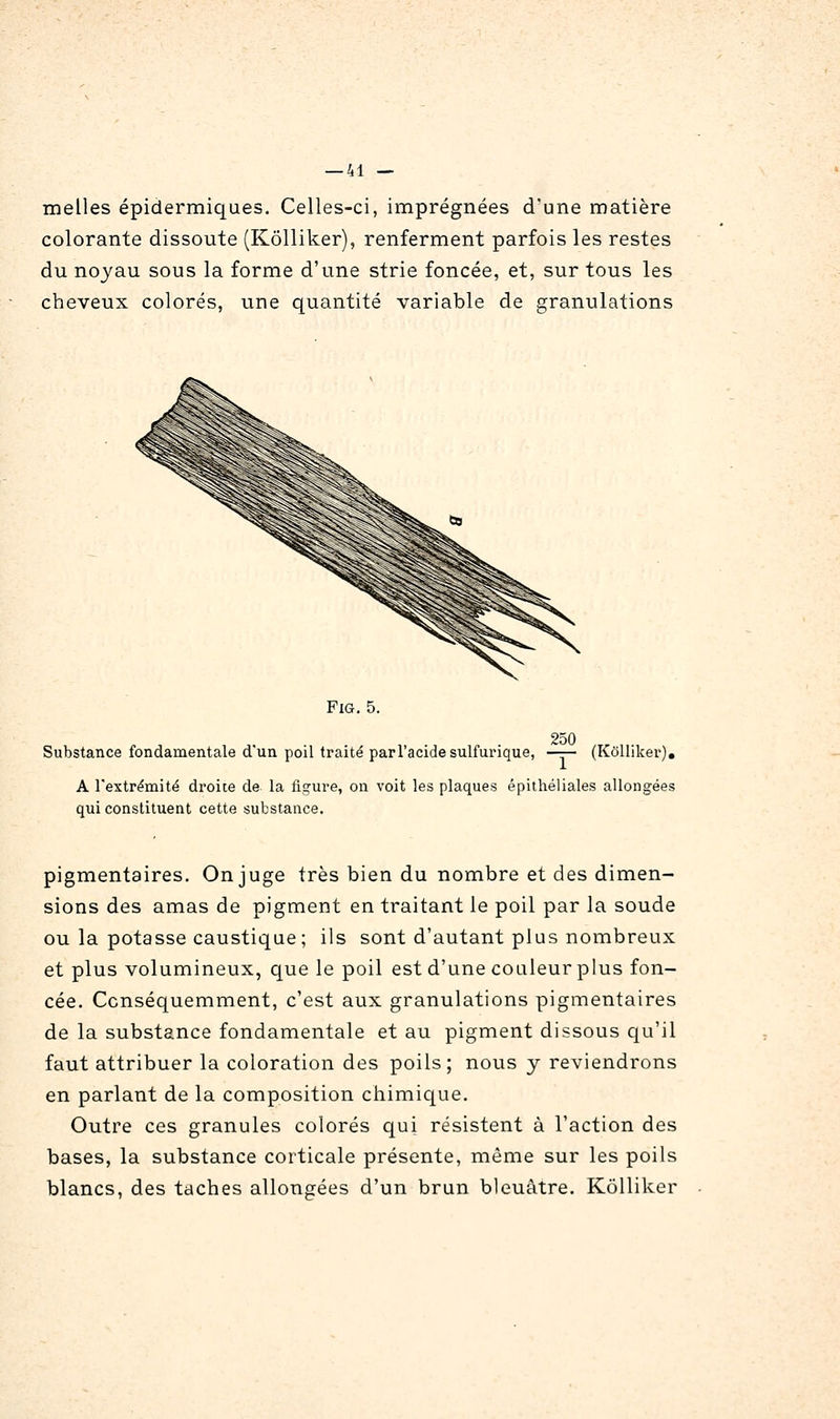 melles épidermiqaes. Celles-ci, imprégnées d'une matière colorante dissoute (Kôlliker), renferment parfois les restes du noyau sous la forme d'une strie foncée, et, sur tous les cheveux colorés, une quantité variable de granulations FiG. 5. 250 Substance fondamentale d'un poil traité parl'acidesulfurique, —— (Kôllikei'), A l'extrémité droite de la figure, on voit les plaques épithéliales allongées qui constituent cette substance. pigmentaires. On juge très bien du nombre et des dimen- sions des amas de pigment en traitant le poil par la soude ou la potasse caustique; ils sont d'autant plus nombreux et plus volumineux, que le poil est d'une couleur plus fon- cée. Ccnséquemment, c'est aux granulations pigmentaires de la substance fondamentale et au pigment dissous qu'il faut attribuer la coloration des poils; nous y reviendrons en parlant de la composition chimique. Outre ces granules colorés qui résistent à l'action des bases, la substance corticale présente, même sur les poils blancs, des taches allongées d'un brun bleuâtre. Kôlliker