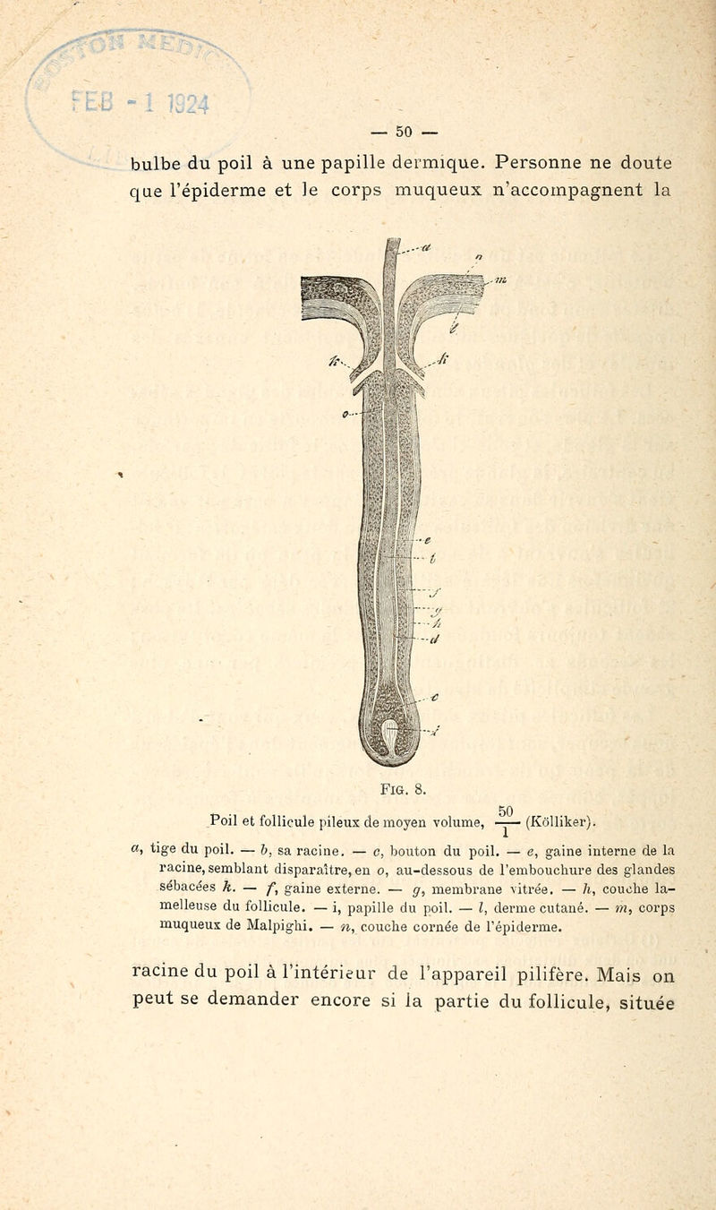 bulbe du poil à une papille dermique. Personne ne doute que l'épiderme et le corps muqueux n'accompagnent la FiG. 8. 50 Poil et follicule pileux de moyen volume, --— (KôUiker). a, tige du poil. — b, sa racine. — c, bouton du poil. — e, gaine interne de la racine, semblant disparaître, eu o, au-dessous de l'embouchure des glandes sébacées k. — f, gaine externe. — g, membrane vitrée. — h, couche la- melleuse du follicule. — i, papille du poil. — l, derme cutané. — m, corps muqueux de Malpighi. — n, couche cornée de l'épiderme. racine du poil à l'intérieur de l'appareil pilifère. Mais on peut se demander encore si la partie du follicule, située