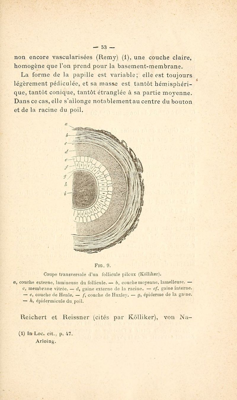 non encore vascularisées (R.emy) (1), une couche claire, homogène que l'on prend pour la basement-membrane. La forme de la papille est variable; elle est toujours légèrement pédiculée, et sa masse est tantôt hémisphéri- que, tantôt conique, tantôt étranglée à sa partie moyenne. Dans ce cas, elle s'allonge notablement au centre du bouton et de la racine du poil. FiG. 9. Coupe transversale d'un follicule pileux (Kolliker). a, couche externe, lamineuse du follicule.— b, couche moyenne, lamelleuse. — c, membrane vitrée. — cl, gaine externe de la racine. — ef, gaine interne. — e, couche de Henle. — f, couche de Huxley. — g, épiderme de la gauie. — h, épidermicule du.poil. Reichert et Reissner (cités par Kolliker), von Na- (1) In Loc. cit., p. 47. Arloing.