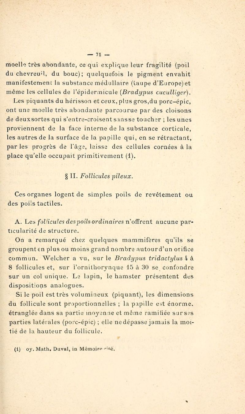 moelle très abondante, ce qui explique leur fragilité (poil du chevreu'l, du bouc); quelquefois le pigment envahit manifestement la substance médullaire (taupe d'Europe)et même les cellules de l'épidermicule {Bradypus cuculliger). Les piquants du hérisson et ceux, plus gros,du porc-épic, ont une moelle très abondante parcourue par des cloisons de deuxsortes qui s'entre-croisent sansse toucher ; les unes proviennent de la face interne de la substance corticale, les autres de la surface de la papille qui, en se rétractant, par les progrès de l'âge, laisse des cellules cornées à la place qu'elle occupait primitivement (1). § IL Follicules pileux. Ces organes logent de simples poils de revêtement ou des poils tactiles. A. Les follicules des-poils ordinaires n'offrent aucune par- ticularité de structure. On a remarqué chez quelques mammifères qu'ils se groupent en plus ou moins grand nombre autour d'un orifice commun. Welcher a vu, sur le Bradypus tridactylus 4 à 8 follicules et, sur l'ornithorynque 15 à 30 se confondre sur un col unique. Le lapin, le hamster présentent des dispositions analogues. Si le poil est très volumineux (piquant), les dimensions du follicule sont proportionnelles ; la papille est énorme, étranglée dans sa partie moyenne et même ramifiée sur ses parties latérales (porc-épic) ; elle nedépasse jamais la moi- tié de la hauteur du follicule. (1) oy. Math. Duval, io Mémoirp '^Vié.