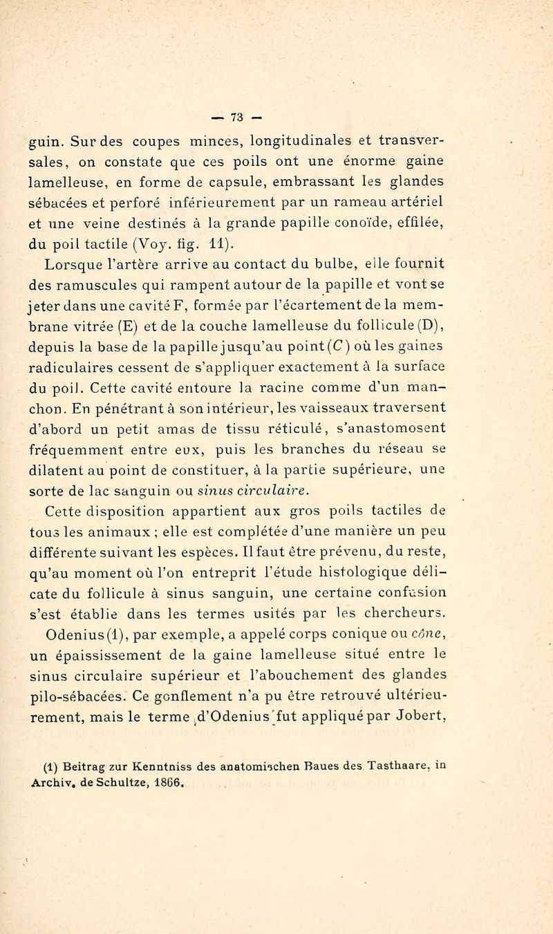 guin. Sur des coupes minces, longitudinales et transver- sales, on constate que ces poils ont une énorme gaine lamelleuse, en forme de capsule, embrassant les glandes sébacées et perforé inférieurement par un rameau artériel et une veine destinés à la grande papille conoïde, effilée, du poil tactile (Voj. fig. 11). Lorsque l'artère arrive au contact du bulbe, elle fournit des ramuscules qui rampent autour de la papille et vont se jeter dans une cavité F, formée par l'écartement de la mem- brane vitrée (E) et de la couche lamelleuse du follicule (D), depuis la base de la papille jusqu'au point(C) oùles gaines radiculaires cessent de s'appliquer exactement à la surface du poiJ. Cette cavité entoure la racine comme d'un man- chon. En pénétrante son intérieur, les vaisseaux traversent d'abord un petit amas de tissu réticulé, s'anastomosent fréquemment entre eux, puis les branches du réseau se dilatent au point de constituer, à la partie supérieure, une sorte de lac sanguin ou sinus circulaire. Cette disposition appartient aux gros poils tactiles de tous les animaux ; elle est complétée d'une manière un peu différente suivant les espèces. Il faut être prévenu, da reste, qu'au moment où l'on entreprit l'étude histologique déli- cate du follicule à sinus sanguin, une certaine confusion s'est établie dans les termes usités par les chercheurs. Odenius(l), par exemple, a appelé corps conique ou cône, un épaississement de la gaine lamelleuse situé entre le sinus circulaire supérieur et l'abouchement des glandes pilo-sébacées. Ce gonflement n'a pu être retrouvé ultérieu- rement, mais le terme d'Odenius'fut appliqué par Jobert, (1) Beitrag zur Kenntniss des anatomi-jchen Baues des Tasthaare, in Archiv, de Schuitze, 1866.
