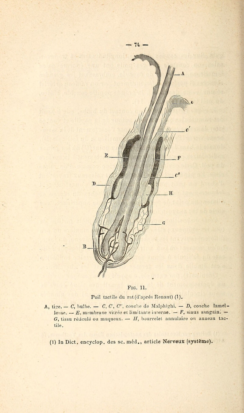 FiG. 11. Poil tactile du rat(d'aprè? Renaut) (1). A, ti.îe. — C, bulbe. — C, C, C, conclie de Malphighi. — D, couche larael- lense. — E, membrane viirée et limitante interne. — F, sinus sanguin. — G, tissu rédculé ou muqueux. — II, bourrelet annulaire ou anneau tac- tile. (I) In Dict. encyclop. des se. méd., article Nerveux (système).