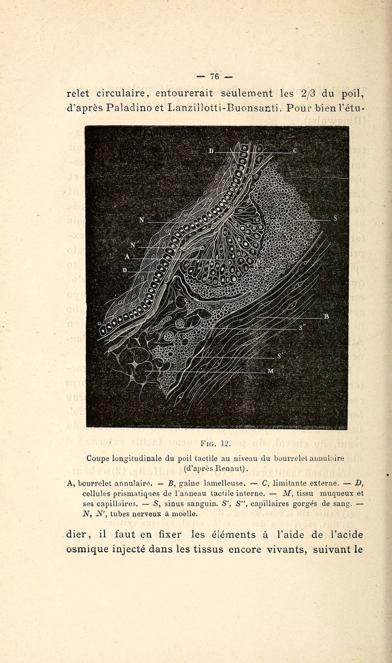 ;6 — relet circulaire, entourerait seulement les 2/3 du poil, d'après Paladino et Lanziilotti-Buonsanti. Pour bien l'étu- FiG. 12. Coupe longitudinale du poil tactile au niveau du bourrelet annulaire (d'après Renaut). A, bourrelet annulaire. — B, gaine lamelleuse. — C, limitante externe. — D, cellules prismatiques de l'anneau tactile interne. — M, tissu muqueux et ses capillaires. — S, sinus sanguin. S', S, capillaires gorgés de sang. — Nj N', tubes nerveux à moelle. dier, il faut en fixer les éléments à l'aide de l'acide osmique injecté dans les tissus encore vivants, suivant le