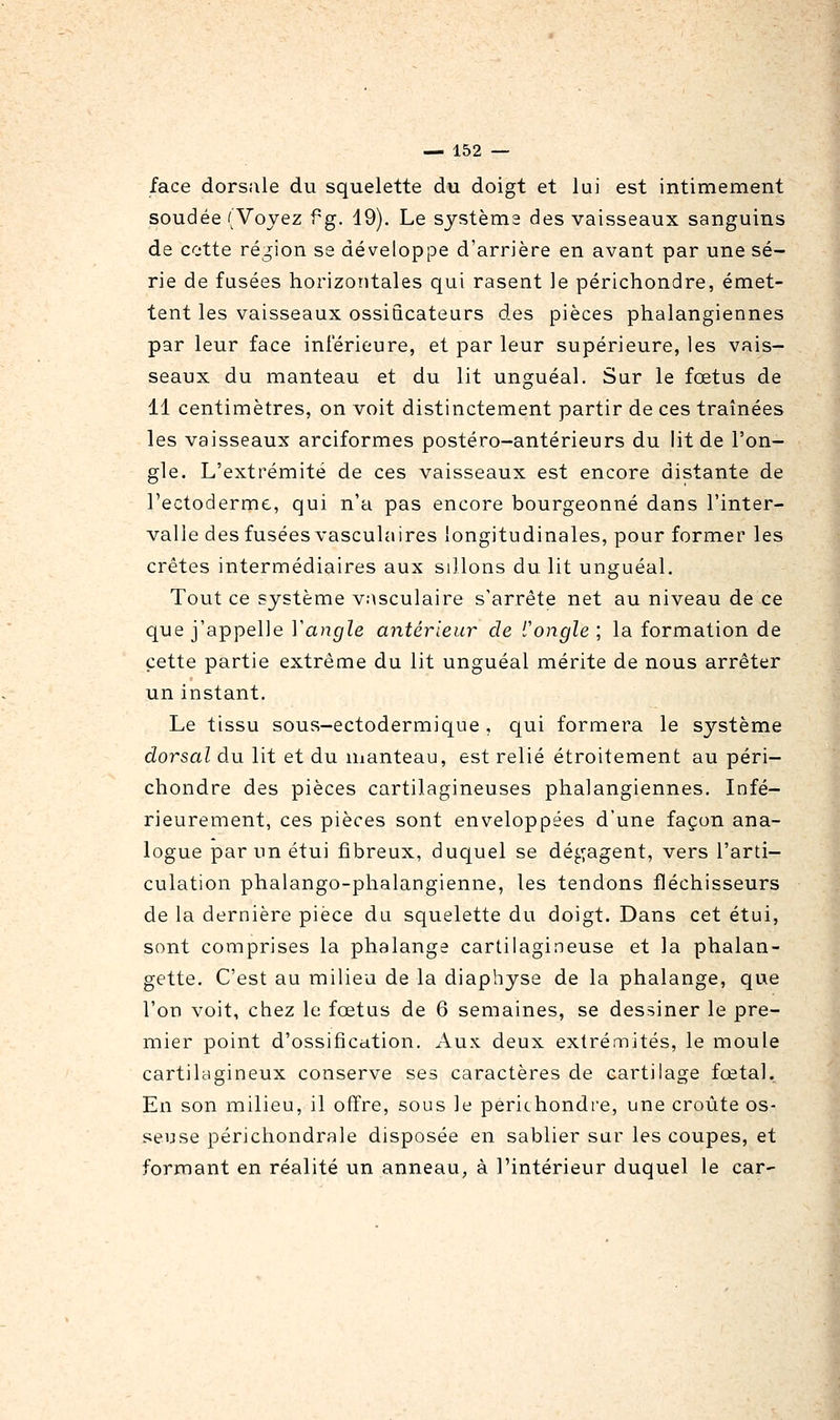 face dorsale du squelette du doigt et lui est intimement soudée (Voyez f g. 49). Le sjstèma des vaisseaux sanguins de cette région se développe d'arrière en avant par une sé- rie de fusées horizontales qui rasent le périchondre, émet- tent les vaisseaux ossiScateurs des pièces phalangiennes par leur face inférieure, et par leur supérieure, les vais- seaux du manteau et du lit unguéal. Sur le fœtus de 11 centimètres, on voit distinctement partir de ces traînées les vaisseaux arciformes postéro-antérieurs du lit de l'on- gle. L'extrémité de ces vaisseaux est encore distante de l'ectoderme, qui n'a pas encore bourgeonné dans l'inter- valle des fusées vasculaires longitudinales, pour former les crêtes intermédiaires aux sillons du. lit unguéal. Tout ce système vnsculaire s'arrête net au niveau de ce que j'appelle Yangle antérieur de l'ongle ; la formation de cette partie extrême du lit unguéal mérite de nous arrêter un instant. Le tissu sous-ectodermique , qui formera le système dorsal du lit et du nianteau, est relié étroitement au péri- chondre des pièces cartilagineuses phalangiennes. Infé- rieurement, ces pièces sont enveloppées d'une façon ana- logue par un étui fibreux, duquel se dégagent, vers l'arti- culation phalango-phalangienne, les tendons fléchisseurs de la dernière pièce du squelette du doigt. Dans cet étui, sont comprises la phalange cartilagineuse et la phalan- gette. C'est au milieu de la diaphyse de la phalange, que l'on voit, chez le fœtus de 6 semaines, se dessiner le pre- mier point d'ossification. Aux deux extrémités, le moule cartilagineux conserve ses caractères de cartilage fœtal. En son milieu, il offre, sous le périchondre, une croûte os- seuse périchondrale disposée en sablier sur les coupes, et formant en réalité un anneau, à l'intérieur duquel le car-
