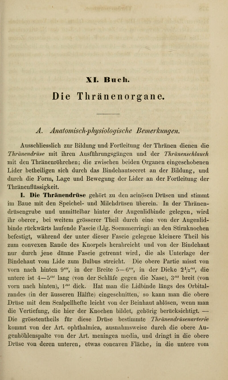 XL Buch. Die Thränenorgane. A. Anatomisch-physiologische Bemerkungen. Ausschliesslich zur Bildung- und Fortleitung der Thränen dienen die Thrünendrüse mit ihren Ausführungsgängen und der Thränenschlauch mit den Thränenröhrchen; die zwischen beiden Organen eingeschobenen Lider betheiligen sich durch das Bindehautsecret an der Bildung, und durch die Form, Lage und Bewegung der Lider an der Fortleitung der Thränenflüssigkeit. I. Die Thränendrüse gehört zu den acinösen Drüsen und stimmt im Baue mit den Speichel- und Milchdrüsen überein. In der Thränen- drüsengrube und unmittelbar hinter der Augenlidbinde gelegen, wird ihr oberer, bei weitem grösserer Theil durch eine von der Augenlid- binde rückwärts laufende Fascie (Lig. Soemmemngi) an den Stirnknochen befestigt, während der unter dieser Fascie gelegene kleinere Theil bis zum convexen Rande des Knorpels herabreicht und von der Bindehaut nur durch jene dünne Fascie getrennt wird, die als Unterlage der Bindehaut vom Lide zum Bulbus streicht. Die obere Partie misst von. vorn nach hinten 9', in der Breite 5—6', in der Dicke l1^', die untere ist 4—o' lang (von der Schläfe gegen die Nase), 3' breit (von vorn nach hinten), \' dick. Hat man die Lidbinde längs des Orbital- randes (in der äusseren Hälfte) eingeschnitten, so kann man die obere Drüse mit dem Scalpellhefte leicht von der Beinhaut ablösen, wenn man die Vertiefung, die hier der Knochen bildet, gehörig berücksichtigt. — Die grösstenteils für diese Drüse bestimmte Thränendrüsenarterie kommt von der Art. ophthalmica, ausnahmsweise durch die obere Au- genhöhlenspalte von der Art. meningea media, und dringt in die obere Drüse von deren unteren, etwas concaven Fläche, in die untere vom