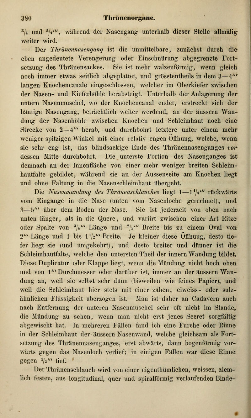 3/4 und h\\', während der Nasengang unterhalb dieser Stelle allmälig; weiter wird. Der Thränennase?igang ist die unmittelbare, zunächst durch die eben angedeutete Verengerung oder Einschnürung abgegrenzte Fort- setzung des Thränensackes. Sie ist mehr walzenförmig, wenn gleich noch immer etwas seitlich abgeplattet, und grösstentheils in dem 3—4' langen Knochencanale eingeschlossen, welcher im Oberkiefer zwischen der Nasen- und Kieferhöhle herabsteigt. Unterhalb der Anlagerung der untern Nasenmuschel, wo der Knochencanal endet, erstreckt sich der häutige Nasengang, beträchtlich weiter werdend, an der äussern Wan- dung der Nasenhöhle zwischen Knochen und Schleimhaut noch eine Strecke von 2—A' herab, und durchbohrt letztere unter einem mehr weniger spitzigen Winkel mit einer relativ engen Öffnung, welche, wenn sie sehr eng ist, das blindsackige Ende des Thränennasenganges vor dessen Mitte durchbohrt. Die unterste Portion des Nasenganges ist demnach an der Innenfläche von einer mehr weniger breiten Schleim- hautfalte gebildet, während sie an der Aussenseite am Knochen liegt und ohne Faltung in die Nasenschleimhaut übergeht. Die Nasenmündung des Thranenschlauch.es liegt 1—l1^' rückwärts vom Eingange in die Nase (unten vom Nasenloche gerechnet), und 3—W über dem Boden der Nase. Sie ist jederzeit von oben nach unten länger, als in die Quere, und variirt zwischen einer Art Ritze oder Spalte von 3/i' Länge und 2jb' Breite bis zu einem Oval von I1 Länge und 1 bis 1 xli' Breite. Je kleiner diese Öflhuug, desto tie- fer liegt sie (und umgekehrt), und desto breiter und dünner ist die Schleimhautfalte, welche den untersten Theil der innern Wandung bildet. Diese Duplicatur oder Klappe liegt, wenn die Mündung nicht hoch oben und von V Durchmesser oder darüber ist, immer an der äussern Wan- dung an, weil sie selbst sehr dünn (bisweilen wie feines Papier), und weil die Schleimhaut hier stets mit einer zähen, eiweiss- oder sulz- ähnlichen Flüssigkeit überzogen ist. Man ist daher an Cadavern auch nach Entfernung der unteren Nasenmuschel sehr oft nicht im Stande, die Mündung zu sehen, wenn man nicht erst jenes Secret sorgfältig abgewischt hat. In mehreren Fällen fand ich eine Furche oder Rinne in der Schleimhaut der äussern Nasenwand, welche gleichsam als Fort- setzung des Thränennasenganges, erst abwärts, dann bogenförmig vor- wärts gegen das Nasenloch verlief; in einigen Fällen war diese Rinne gegen V tief. Der Thränenschlauch wird von einer eigenthümlichen, weissen, ziem- lich festen, aus longitudinal, quer und spiralförmig verlaufenden Binde-