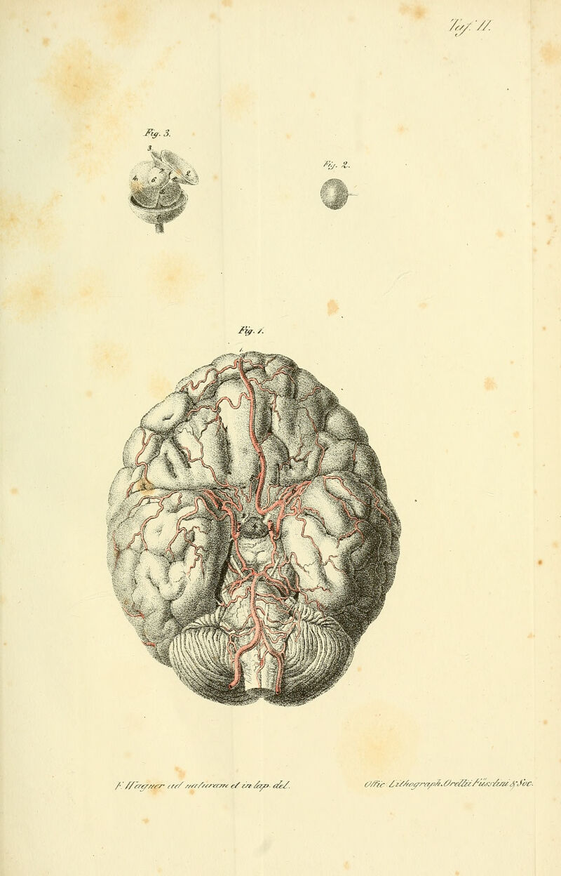 ■// ^^-^i} /gr. /•. /: /V^e^y/ry ar//-//^///^'(ryn <?/'2>z <:^». t£e/. C/Zic Z^zY/z^yy-ofi^.6'rei!&f/'mj&u^'J'oc.