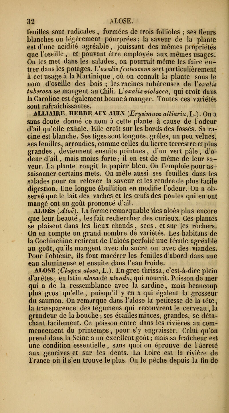 feuilles sont radicales , formées de trois follioles ; ses fleurs blanches ou légèrement pourprées ; la saveur de la plante est d'une acidité agréable , jouissant des mêmes propriétés que l'oseille , et pouvant être employée aux mêmes usages. On les met dans les salades, on pourrait même les faire en- trer dans les potages. Voxalis frutescens sert particulièrement à cet usage à la Martinique , où on connaît la plante sous le nom d'oseille des bois ; les racines tubéreuses de Yoxalis tuberosa se mangent au Chili. Voxalis violacé a, qui croît dans la Caroline est également bonne à manger. Toutes ces variétés sont rafraîchissantes. ALLIAIRE. HERBE AUX AULX [Erysimum alliaria, L.). On a sans doute donné ce nom à cette plante à cause de l'odeur d'ail qu'elle exhale. Elle croît sur les bords des fossés. Sa ra- cine est blanche. Ses tiges sont longues, grêles, un peu velues, ses feuilles, arrondies, comme celles du lierre terrestre etplus grandes, deviennent ensuite pointues, d'un vert pâle , d'o- deur d'ail, mais moins forte ; il en est de même de leur sa- veur. La plante rougit le papier bleu. On l'emploie pour as- saisonner certains mets. On mêle aussi ses feuilles dans les salades pour en relever la saveur et les rendre de plus facile digestion. Une longue ébullition en modifie l'odeur. On a ob- servé que le lait des vaches et les œufs des poules qui en ont mangé ont un goût prononcé d'ail. ALOÈS [Aloë). La forme remarquable |des aloès plus encore que leur beauté, les fait rechercher des curieux. Ces plantes se plaisent dans les lieux chauds, secs, et sur les rochers. On en compte un grand nombre de variétés. Les habitans de la Cochinchine retirent de l'aloès perfolié une fécule agréable au goût, qu'ils mangent avec du sucre ou avec des viandes. Pour l'obtenir, ils font macérer les feuilles d'abord dans une eau alumineuse et ensuite dans l'eau froide. alose {Clupea alosa, L.). En grec thrissa, c'est-à-dire plein d'arêtes; en latin alosa de alendo, qui nourrit. Poisson de mer qui a de la ressemblance avec la sardine, mais beaucoup plus gros qu'elle, puisqu'il y en a qui égalent la grosseur du saumon. On remarque dans l'alose la petitesse de la tête, la transparence des tégumens qui recouvrent le cerveau, la grandeur de la bouche ; ses écailles minces, grandes, se déta- chant facilement. Ce poisson entre dans les rivières au com- mencement du printemps, pour s'y engraisser. Celui qu'on prend dans la Seine a un excellent goût ; mais sa fraîcheur est une condition essentielle, sans quoi on éprouve de Tâcreté aux gencives et sur les dents. La Loire est la rivière de France où il s'en trouve le plus. On le pêche depuis la fin de
