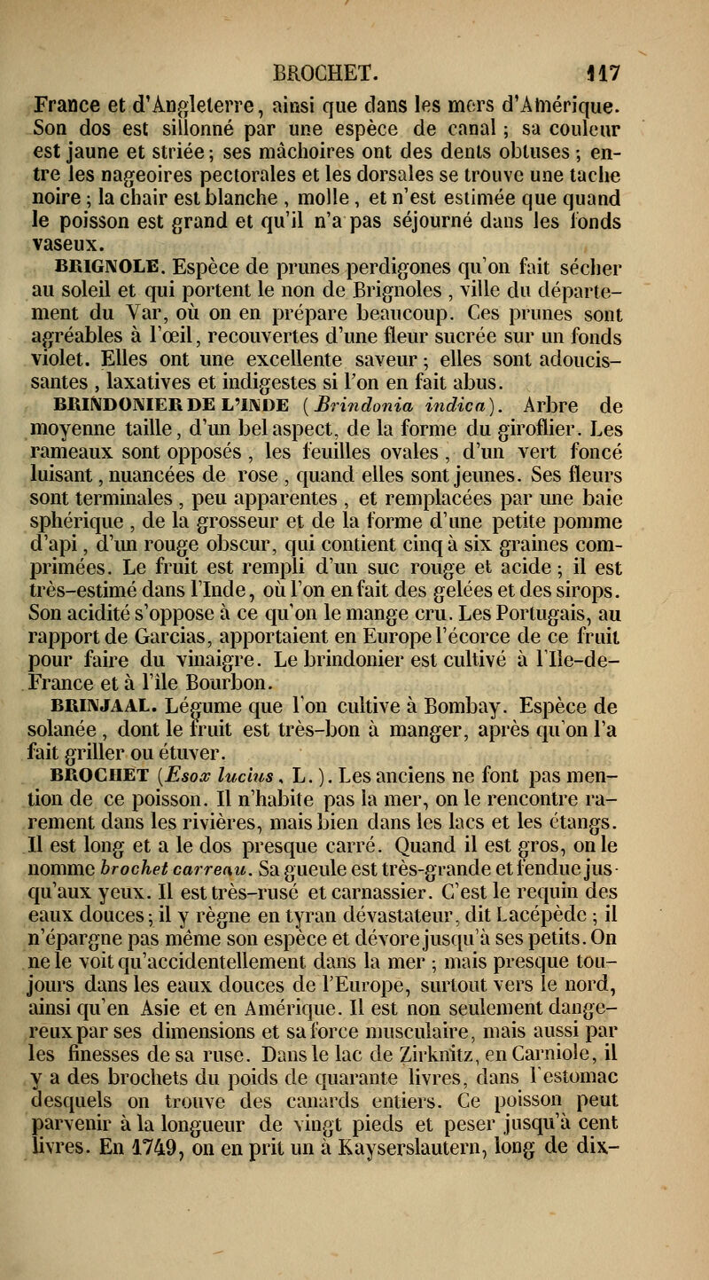 France et d'Angleterre, ainsi que dans les mers d'Amérique. Son dos est sillonné par une espèce de canal ; sa couleur est jaune et striée ; ses mâchoires ont des dents obtuses ; en- tre les nageoires pectorales et les dorsales se trouve une tache noire ; la chair est blanche , molle , et n'est estimée que quand le poisson est grand et qu'il n'a pas séjourné dans les fonds vaseux. BRIGNOLE. Espèce de prunes perdigones qu'on fait sécher au soleil et qui portent le non de Brignoles , ville du départe- ment du Var, où on en prépare beaucoup. Ces prunes sont agréables à l'œil, recouvertes d'une fleur sucrée sur un fonds violet. Elles ont une excellente saveur ; elles sont adoucis- santes , laxatives et indigestes si Ton en fait abus. BRIfoDOMER DE L'INDE {Brindonia indica). Arbre de moyenne taille, d'un bel aspect, de la forme du giroflier. Les rameaux sont opposés , les feuilles ovales , d'un vert foncé luisant, nuancées de rose , quand elles sont jeunes. Ses fleurs sont terminales , peu apparentes , et remplacées par une baie sphérique , de la grosseur et de la forme d'une petite pomme d'api, d'un rouge obscur, qui contient cinq à six graines com- primées. Le fruit est rempli d'un suc rouge et acide ; il est très-estimé dans l'Inde, où l'on en fait des gelées et des sirops. Son acidité s'oppose à ce qu'on le mange cru. Les Portugais, au rapport de Garcias, apportaient en Europe Y é cor ce de ce fruit pour faire du vinaigre. Le brindonier est cultivé à l'Ile-de- France et à l'île Bourbon. brinjaAL. Légume que l'on cultive à Bombay. Espèce de solanée , dont le fruit est très-bon à manger, après qu'on l'a fait griller ou étuver. brochet (Esox luclus, L. ). Les anciens ne font pas men- tion de ce poisson. Il n'habite pas la mer, on le rencontre ra- rement dans les rivières, mais bien clans les lacs et les étangs. Il est long et a le dos presque carré. Quand il est gros, on le nomme brochet carreau. Sa gueule est très-grande et fendue jus qu'aux yeux. Il est très-rusé et carnassier. C'est le requin des eaux douces; il y règne en tyran dévastateur, dit Lacépède ; il n'épargne pas même son espèce et dévore jusqu'à ses petits. On ne le voit qu'accidentellement dans la mer ; mais presque tou- jours dans les eaux douces de l'Europe, surtout vers le nord, ainsi qu'en Asie et en Amérique. Il est non seulement dange- reux par ses dimensions et sa force musculaire, mais aussi par les finesses de sa ruse. Dans le lac de Zirknitz, en Carniole, il y a des brochets du poids de quarante livres, dans l'estomac desquels on trouve des canards entiers. Ce poisson peut parvenir à la longueur de vingt pieds et peser jusqu'à cent livres. En 1749, on en prit un à Kayserslautern, long de dix-