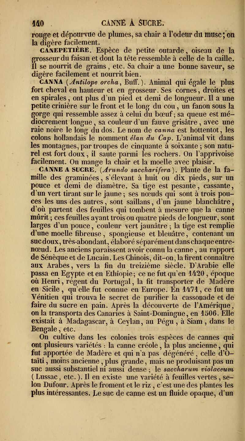 rouge et dépourvue de plumes, sa chair a l'odeur du musc;'on la digère facilement. canepetiêre. Espèce de petite outarde, oiseau de la grosseur du faisan et dont la tête ressemble à celle de la caille. Il se nourrit de grains ; etc. Sa chair a une bonne saveur, se digère facilement et nourrit bien. CANNA {Antilope orcha, Buff. ). Animal qui égale le plus fort cheval en hauteur et en grosseur. Ses cornes, droites et en spirales, ont plus d'un pied et demi de longueur. Il a une petite crinière sur le front et le long du cou, un fanon sous la gorge qui ressemble assez à celui du bœuf; sa queue est mé- diocrement longue, sa couleur d'un fauve grisâtre, avec une raie noire le long du dos. Le nom de canna est hottentot, les colons hollandais le nomment élan du Cap. L'animal vit dans les montagnes, par troupes de cinquante à soixante ; son natu- rel est fort doux, il saute parmi les rochers. On l'apprivoise facilement. On mange la chair et la moelle avec plaisir. CANNE A SUCRE. {Arundo saccharifera). Plante de la fa- mille des graminées, s'élevant à huit ou dix pieds, sur un pouce et demi de diamètre. Sa tige est pesante, cassante, d'un vert tirant sur le jaune ; ses nœuds qui sont à trois pou- ces les uns des autres, sont saillans, d'un jaune blanchâtre, d'où partent des feuilles qui tombent à mesure que la canne mûrit ; ces feuilles ayant trois ou quatre pieds de longueur, sont larges d'un pouce, couleur vert jaunâtre ; la tige est remplie d'une moelle fibreuse, spongieuse et bleuâtre, contenant un suc doux, très-abondant, élaboré séparément dans chaque entre- nœud. Les anciens paraissent avoir connu la canne , au rapport de Sénèque et de Lucain. Les Chinois, dit-on, la firent connaître aux Arabes, vers la fin du treizième siècle. D'Arabie elle passa en Egypte et en Ethiopie; ce ne fut qu'en 1420 , époque où Henri, régent du Portugal, la fit transporter de Madère en Sicile , quelle fut connue en Europe. En 1471, ce fut un Vénitien qui trouva le secret de purifier la cassonade et de faire du sucre en pain. Après la découverte de l'Amérique, on la transporta des Canaries à Saint-Domingue, en 1506. Elle existait à Madagascar, à Ceylan, au Pégu, à Siam, dans le Bengale, etc. On cultive dans les colonies trois espèces de cannes qui ont plusieurs variétés : la canne créole, la plus ancienne, qui fut apportée de Madère et qui n'a pas dégénéré , celle d'O- taïti, moins ancienne, plus grande, mais ne produisant pas un suc aussi substantiel ni aussi dense ; le saccharum violaceum ( Lussac, etc. ). Il en existe une variété à feuilles vertes, se- lon Dufour. Après le froment et le riz, c'est une des plantes les plus intéressantes. Le suc de canne est un fluide opaque, d'un