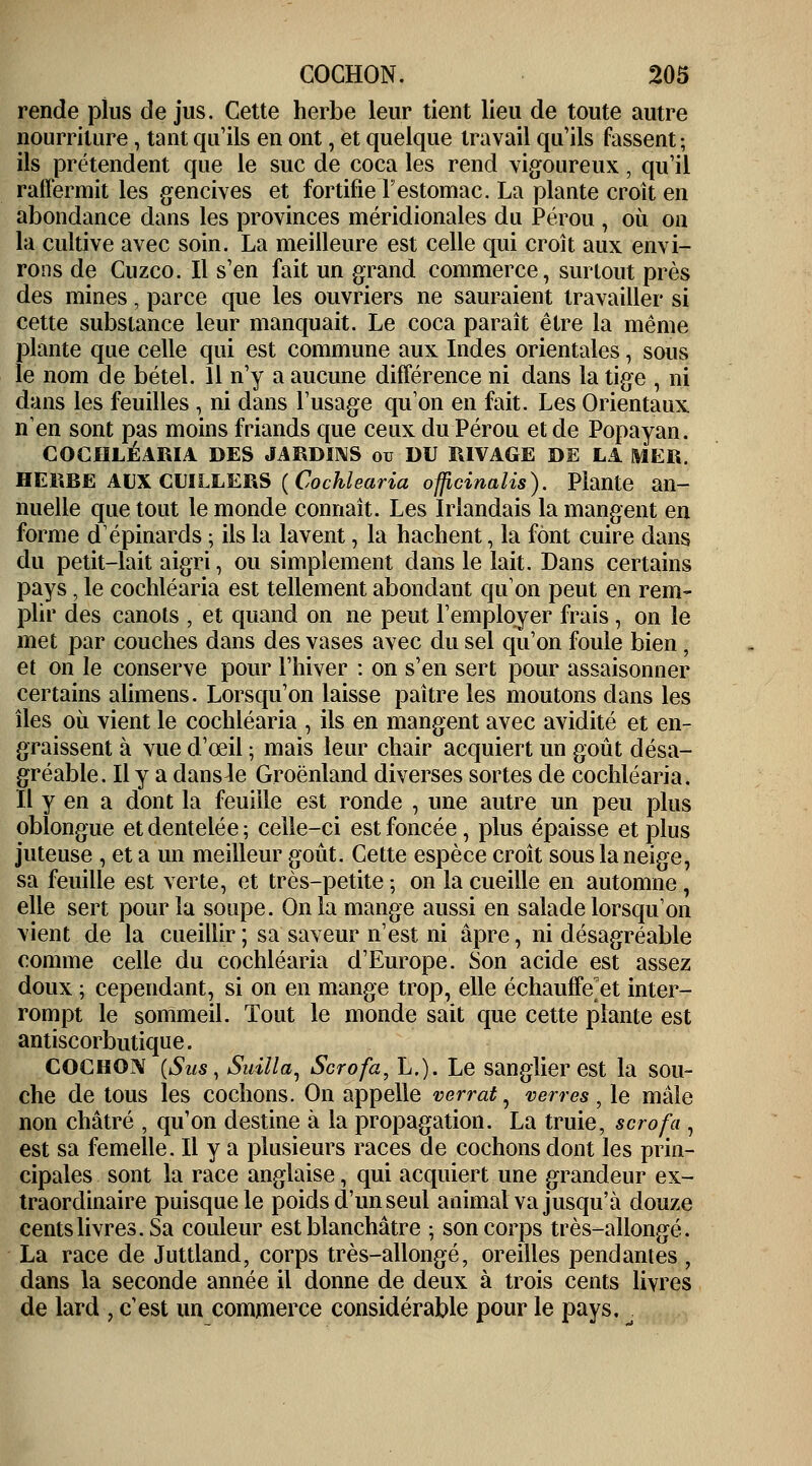 rende plus de jus. Cette herbe leur tient lieu de toute autre nourriture, tant qu'ils en ont, et quelque travail qu'ils fassent ; ils prétendent que le suc de coca les rend vigoureux, qu'il raffermit les gencives et fortifie F estomac. La plante croît en abondance dans les provinces méridionales du Pérou , où on la cultive avec soin. La meilleure est celle qui croît aux envi- rons de Cuzco. Il s'en fait un grand commerce, surlout près des mines, parce que les ouvriers ne sauraient travailler si cette substance leur manquait. Le coca paraît être la même plante que celle qui est commune aux Indes orientales, sous le nom de bétel. Il n'y a aucune différence ni dans la tige , ni dans les feuilles , ni dans l'usage qu'on en fait. Les Orientaux n'en sont pas moins friands que ceux du Pérou et de Popayan. COCHLEARIA DES JARDINS ou DU RIVAGE DE LA MER. HERBE AUX CUILLERS (Cochlearia officinalis). Plante an- nuelle que tout le monde connaît. Les Irlandais la mangent en forme dépinards ; ils la lavent , la hachent, la font cuire dans du petit-lait aigri, ou simplement dans le lait. Dans certains pays, le cochlearia est tellement abondant qu'on peut en rem- plir des canots , et quand on ne peut l'employer frais, on le met par couches dans des vases avec du sel qu'on foule bien, et on le conserve pour l'hiver : on s'en sert pour assaisonner certains alimens. Lorsqu'on laisse paître les moutons dans les îles où vient le cochlearia , ils en mangent avec avidité et en- graissent à vue d'œil ; mais leur chair acquiert un goût désa- gréable. Il y a dans4e Groenland diverses sortes de cochlearia. Il y en a dont la feuille est ronde , une autre un peu plus oblongue et dentelée; celle-ci est foncée, plus épaisse et plus juteuse, et a un meilleur goût. Cette espèce croît sous la neige, sa feuille est verte, et très-petite ; on la cueille en automne, elle sert pour la soupe. On la mange aussi en salade lorsqu'on vient de la cueillir ; sa saveur n'est ni âpre, ni désagréable comme celle du cochlearia d'Europe. Son acide est assez doux ; cependant, si on en mange trop, elle échauffent inter- rompt le sommeil. Tout le monde sait que cette plante est antiscorbutique. COCHON (Sus, Suïlla, Scrofa, L.). Le sanglier est la sou- che de tous les cochons. On appelle verrat, verres, le mâle non châtré , qu'on destine à la propagation. La truie, scrofa , est sa femelle. Il y a plusieurs races de cochons dont les prin- cipales sont la race anglaise, qui acquiert une grandeur ex- traordinaire puisque le poids d'un seul animal va jusqu'à douze cents livres. Sa couleur est blanchâtre ; son corps très-allongé. La race de Juttland, corps très-allongé, oreilles pendantes , dans la seconde année il donne de deux à trois cents livres de lard , c'est un commerce considérable pour le pays, J