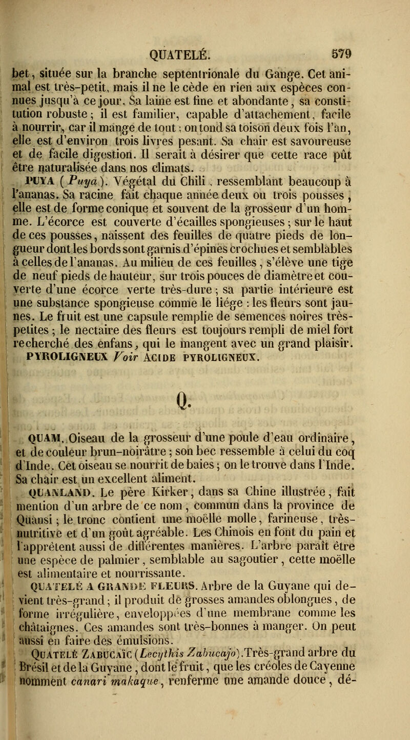 bel, située sur la branche septentrionale du Gange. Cet ani- mal est très-petit, mais il ne le cède en rien aux espèces con- nues jusqu'à ce jour. Sa laine est fine et abondante, sa consti- tution robuste ; il est familier, capable d'attachement, facile à nourrir, car il mange de tout ; on tond sa toison deux fois l'an, elle est d'environ trois livres pesant. Sa chair est savoureuse et de facile digestion. Il serait à désirer que cette race pût être naturalisée dans nos climats. puya ( Puya). Végétal du Chili ; ressemblant beaucoup à l'ananas. Sa racine fait chaque année deux ou trois pousses , elle est de forme conique et souvent de la grosseur d'un hom- me. L'écorce est couverte d'écaillés spongieuses ; sur le haut de ces pousses, naissent des feuilles de quatre pieds de lon- gueur dont les bords sont garnis d'épines crochues et semblables à celles de l'ananas. Au milieu de ces feuilles, s'élève une tige de neuf pieds de hauteur, sur trois pouces de diamètre et cou- verte d'une écorce verte très-dure ; sa partie intérieure est une substance spongieuse comme le liège : les fleurs sont jau- nes. Le fruit est une capsule remplie de semences noires très- petites ; le nectaire des fleurs est toujours rempli de miel fort recherché des enfans, qui le mangent avec un grand plaisir. PYROLIGNELX Voir ACIDE PYROLIGNEUX. Q. quam. Oiseau de la grosseur d'une poule d'eau ordinaire, et de couleur brun-noirâtre ; son bec ressemble à celui du coq d'Inde. Cet oiseau se nourrit de baies ; on le trouve dans l'Inde. Sa chair est un excellent aliment. ql'anland. Le père Kirker, dans sa Chine illustrée, fait mention d'un arbre de ce nom , commun dans la province de Quansi ; le tronc contient une moelle molle, farineuse , très- nuiritive et d'un goût agréable. Les Chinois en font du pain et 1 apprêtent aussi de différentes manières. L'arbre paraît être une espèce de palmier, semblable au sagoutier, cette moelle est alimentaire et nourrissante. QUATELÉ A GRANDE fleuks. Arbre de la Guyane qui de- vient très-grand ; il produit de grosses amandes oblongues, de forme irrégulière, enveloppées d'une membrane comme les châtaignes. Ces amandes sont très-bonnes à manger. On peut aussi en faire des émulsions. Quatelé ZabvcAie (Lecijtkis Zabucajo).Très-grand arbre du Brésil et de la Guyane , dont lefmit, que les créoles de Cayenne nomment canari makaque, renferme une amande douce, dé-