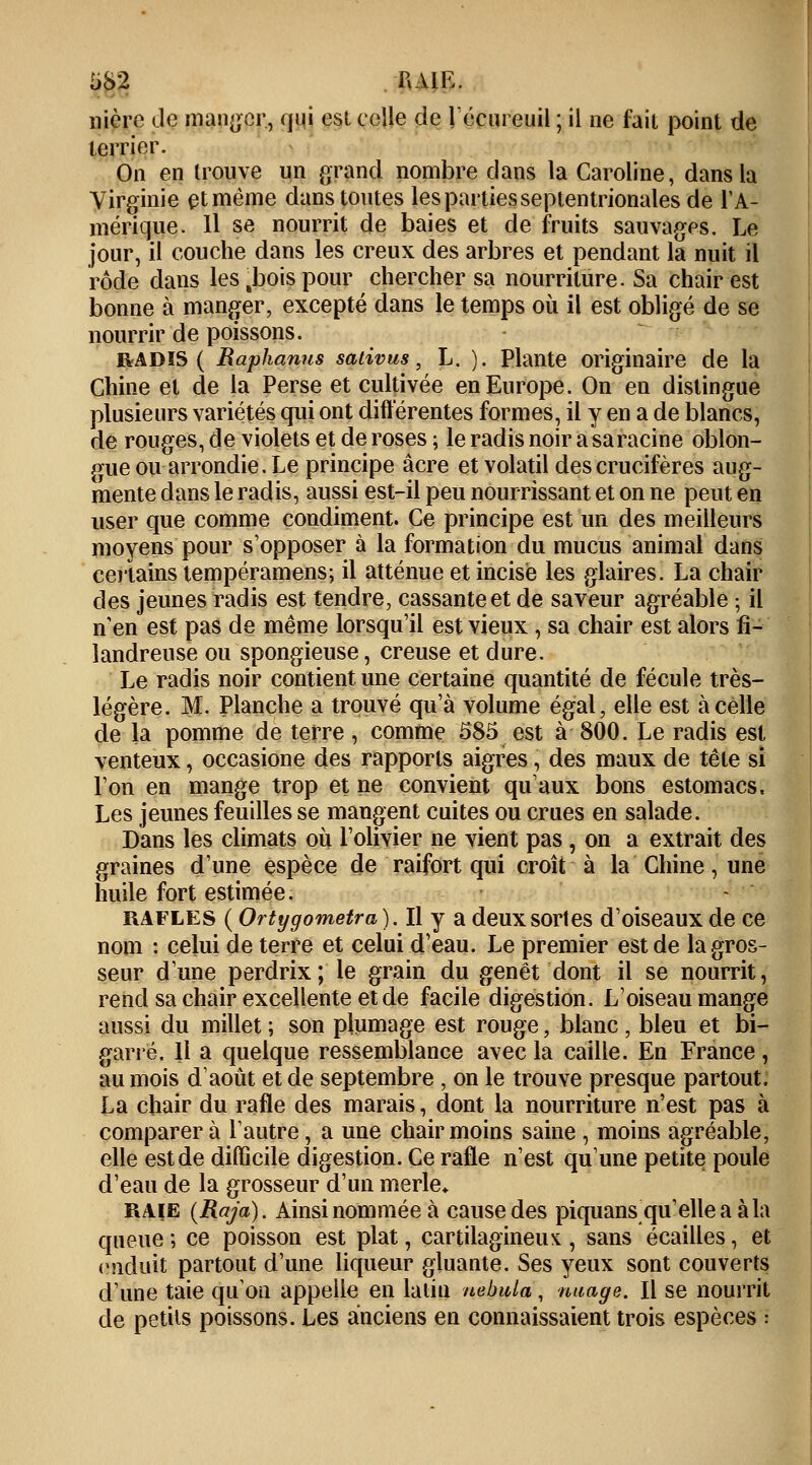 nièrc «Je mander, qui est celle de l'écureuil ; il ne fait point de terrier. On en trouve un grand nombre dans la Caroline, dans la Virginie et même dans toutes les parties septentrionales de l'A- mérique. Il se nourrit de baies et de fruits sauvages. Le jour, il couche dans les creux des arbres et pendant la nuit il rôde dans les ,bois pour chercher sa nourriture. Sa chair est bonne à manger, excepté dans le temps où il est obligé de se nourrir de poissons. radis ( Raphanus sativus, L. ). Plante originaire de la Chine et de la Perse et cultivée en Europe. On en distingue plusieurs variétés qui ont différentes formes, il y en a de blancs, de rouges, de violets et de roses ; le radis noir asaracine oblon- gue ou arrondie. Le principe acre et volatil des crucifères aug- mente dans le radis, aussi est-il peu nourrissant et on ne peut en user que comme condiment. Ce principe est un des meilleurs moyens pour s'opposer à la formation du mucus animal dans certains tempéramens; il atténue et incise les glaires. La chair des jeunes radis est tendre, cassante et de saveur agréable ; il n'en est pas de même lorsqu'il est vieux , sa chair est alors fi- landreuse ou spongieuse, creuse et dure. Le radis noir contient une certaine quantité de fécule très- légère. M. Planche a trouvé qu'à volume égal, elle est à celle de la pomme de terre, comme 585 est à 800. Le radis est venteux, occasione des rapports aigres, des maux de tête si l'on en mange trop et ne convient qu'aux bons estomacs. Les jeunes feuilles se mangent cuites ou crues en salade. Dans les climats où l'olivier ne vient pas , on a extrait des graines d'une espèce de raifort qui croît à la Chine, une huile fort estimée. rafles ( Ortygometra). Il y a deux sortes d'oiseaux de ce nom : celui de terre et celui d'eau. Le premier est de la gros- seur d'une perdrix; le grain du genêt dont il se nourrit, rend sa chair excellente et de facile digestion. L'oiseau mange aussi du millet ; son plumage est rouge, blanc , bleu et bi- garre. Il a quelque ressemblance avec la caille. En France , au mois d'août et de septembre , on le trouve presque partout. La chair du rafle des marais, dont la nourriture n'est pas à comparer à l'autre, a une chair moins saine , moins agréable, elle est de difficile digestion. Ce rafle n'est qu'une petite poule d'eau de la grosseur d'un merle* RAIE (Raja). Ainsi nommée à cause des piquansqu'elleaàla queue ; ce poisson est plat, cartilagineux , sans écailles, et enduit partout d'une liqueur gluante. Ses yeux sont couverts d'une taie qu'on appelle en latin nebula, nuage. Il se nourrit de petits poissons. Les anciens en connaissaient trois espèces :