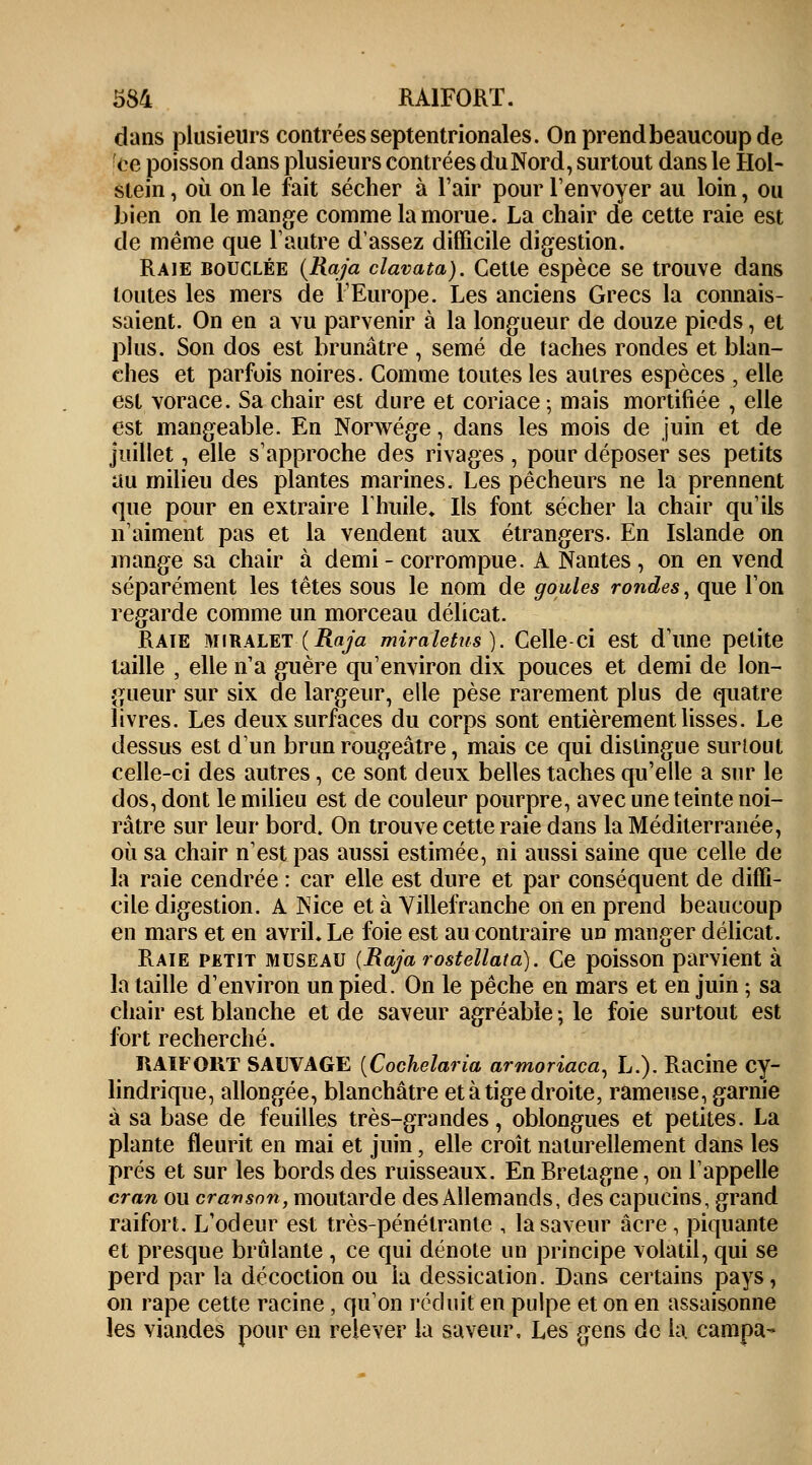 dans plusieurs contrées septentrionales. On prend beaucoup de ce poisson dans plusieurs contrées du Nord, surtout dans le Hol- stein, où on le fait sécher à l'air pour l'envoyer au loin, ou bien on le mange comme la morue. La chair de cette raie est de même que l'autre d'assez difficile digestion. Raie bouclée {Raja clavata). Cette espèce se trouve dans toutes les mers de l'Europe. Les anciens Grecs la connais- saient. On en a vu parvenir à la longueur de douze pieds, et plus. Son dos est brunâtre , semé de taches rondes et blan- ches et parfois noires. Comme toutes les autres espèces , elle est vorace. Sa chair est dure et coriace ; mais mortifiée , elle est mangeable. En Norwége, dans les mois de juin et de juillet, elle s'approche des rivages , pour déposer ses petits au milieu des plantes marines. Les pêcheurs ne la prennent que pour en extraire l'huile. Ils font sécher la chair qu'ils n aiment pas et la vendent aux étrangers. En Islande on mange sa chair à demi-corrompue. A Nantes, on en vend séparément les têtes sous le nom de goules rondes, que l'on regarde comme un morceau délicat. Raie miralet {Raja miraletus). Celle ci est d'une petite taille , elle n'a guère qu'environ dix pouces et demi de lon- gueur sur six de largeur, elle pèse rarement plus de quatre livres. Les deux surfaces du corps sont entièrement lisses. Le dessus est d'un brun rougeâtre, mais ce qui distingue surtout celle-ci des autres, ce sont deux belles taches qu'elle a sur le dos, dont le milieu est de couleur pourpre, avec une teinte noi- râtre sur leur bord. On trouve cette raie dans la Méditerranée, où sa chair n'est pas aussi estimée, ni aussi saine que celle de la raie cendrée : car elle est dure et par conséquent de diffi- cile digestion. A Nice et à Villefranche on en prend beaucoup en mars et en avril* Le foie est au contraire un manger délicat. Raie petit museau {Rajarostellata). Ce poisson parvient à la taille d'environ un pied. On le pêche en mars et en juin ; sa chair est blanche et de saveur agréable ; le foie surtout est fort recherché. RAIFORT SAUVAGE {Cochelaria armoriaca, L.). Racine cy- lindrique, allongée, blanchâtre et à tige droite, rameuse, garnie à sa base de feuilles très-grandes, oblongues et petites. La plante fleurit en mai et juin, elle croît naturellement dans les prés et sur les bords des ruisseaux. En Bretagne, on rappelle cran ou cranson, moutarde des Allemands, des capucins, grand raifort. L'odeur est très-pénétrante , la saveur acre , piquante et presque brûlante , ce qui dénote un principe volatil, qui se perd par la décoction ou la dessication. Dans certains pays, on râpe cette racine, qu'on réduit en pulpe et on en assaisonne les viandes pour en relever la saveur. Les gens de la. campa-