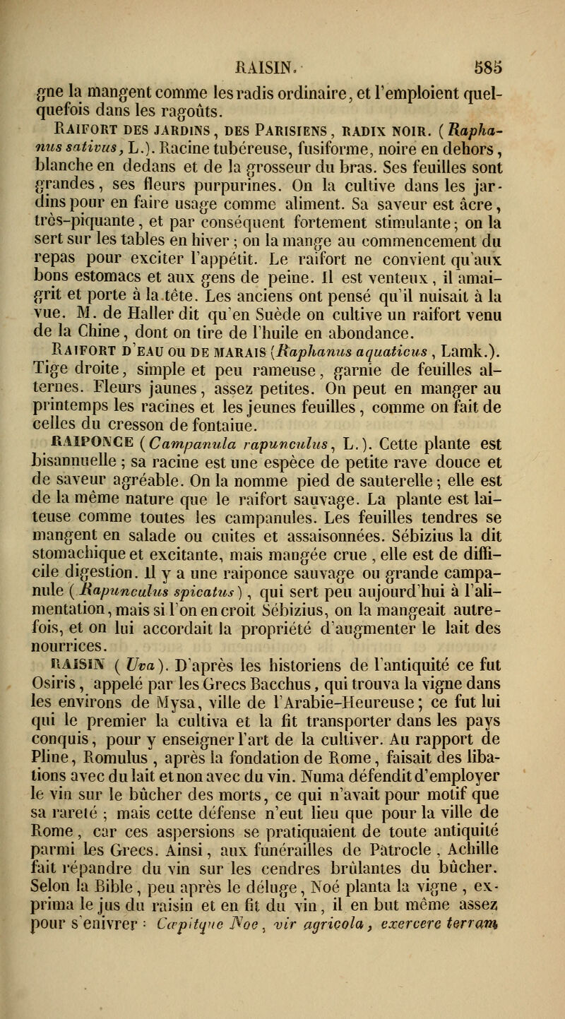 gne la mangent comme les radis ordinaire, et l'emploient quel- quefois dans les ragoûts. Raifort des jardins , des Parisiens , radix noir. ( Rapha- nus sativus, L.). Racine tubéreuse, fusiforme, noire en dehors, blanche en dedans et de la grosseur du bras. Ses feuilles sont grandes, ses fleurs purpurines. On la cultive dans les jar- dins pour en faire usage comme aliment. Sa saveur est acre, très-piquante, et par conséquent fortement stimulante ; on la sert sur les tables en hiver ; on la mange au commencement du repas pour exciter l'appétit. Le raifort ne convient qu'aux bons estomacs et aux gens de peine. Il est venteux, il amai- grit et porte à la tête. Les anciens ont pensé qu'il nuisait à la vue. M. de Haller dit qu'en Suède on cultive un raifort venu de la Chine, dont on tire de l'huile en abondance. Raifort d'eau ou de marais [Raphanus aquaticus, Lamk.). Tige droite, simple et peu rameuse, garnie de feuilles al- ternes. Fleurs jaunes, assez petites. On peut en manger au printemps les racines et les jeunes feuilles, comme on fait de celles du cresson de fontaine. RAIPONCE (Campanula rapuncuîus, L.). Cette plante est bisannuelle ; sa racine est une espèce de petite rave douce et de saveur agréable. On la nomme pied de sauterelle; elle est de la même nature que le raifort sauvage. La plante est lai- teuse comme toutes les campanules. Les feuilles tendres se mangent en salade ou cuites et assaisonnées. Sébizius la dit stomachique et excitante, mais mangée crue , elle est de diffi- cile digestion. Il y a une raiponce sauvage ou grande campa- nule ( Rapuncuîus spicatus ), qui sert peu aujourd'hui à l'ali- mentation, mais si l'on en croit Sébizius, on la mangeait autre- fois, et on lui accordait la propriété d'augmenter le lait des nourrices. RAISIN ( Uva), D'après les historiens de l'antiquité ce fut Osiris, appelé par les Grecs Bacchus, qui trouva la vigne dans les environs de Mysa, ville de l'Arabie-Heureuse ; ce fut lui qui le premier la cultiva et la fit transporter dans les pays conquis, pour y enseigner l'art de la cultiver. Au rapport de Pline, Romulus , après la fondation de Rome, faisait des liba- tions avec du lait et non avec du vin. Numa défendit d'employer le vin sur le bûcher des morts, ce qui n'avait pour motif que sa rareté ; mais cette défense n'eut lieu que pour la ville de Rome, car ces aspersions se pratiquaient de toute antiquité parmi Les Grecs. Ainsi, aux funérailles de Patrocle , Achille fait répandre du vin sur les cendres brûlantes du bûcher. Selon la Bible, peu après le déluge, Noé planta la vigne , ex- prima le jus du raisin et en fit du vin, il en but même assez pour s'enivrer : Cœpitquc fîoe, vit agriçola, exercere terram
