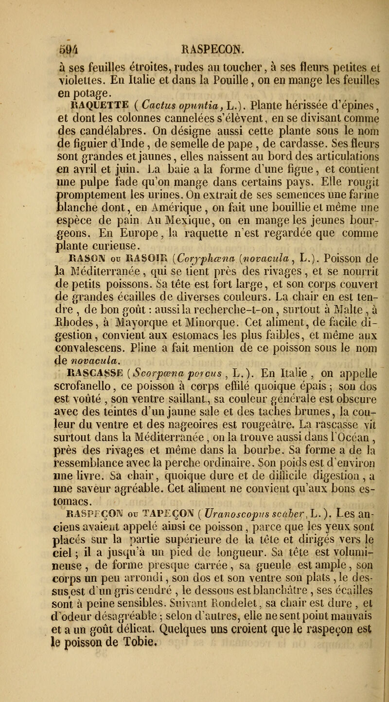 à ses feuilles étroites, rudes au toucher, à ses fleurs petites et violettes. En Italie et dans la Pouille, on en mange les feuilles en potage. 1UQUETTE ( Cactus opuntia, L.). Plante hérissée d'épines, et dont les colonnes cannelées s'élèvent, en se divisant comme des candélabres. On désigne aussi cette plante sous le nom de figuier dinde, de semelle de pape , de cardasse. Ses fleurs sont grandes et jaunes, elles naissent au bord des articulations en avril et juin. La baie a la forme d'une figue, et contient une pulpe fade qu'on mange dans certains pays. Elle rougit promptement les urines. On extrait de ses semences une farine blanche dont, en Amérique, on fait une bouillie et même une espèce de pain Au Mexique, on en mange les jeunes bour- geons. En Europe, la raquette n'est regardée que comme plante curieuse. RASOIV ou RASOïR (Corjpliœna (novacuïa, L.). Poisson de la Méditerranée, qui se tient près des rivages, et se nourrit de petits poissons. Sa tête est fort large, et son corps couvert de grandes écailles de diverses couleurs. La chair en est ten- dre , de bon goût : aussi la recherche-t-on, surtout à Malte, à Rhodes, à May orque et Minorque. Cet aliment, de facile di- gestion, convient aux estomacs les plus faibles, et même aux convalescens. Pline a fait mention de ce poisson sous le nom de novacuïa. RASCASSE (Scorpœna porcus , L.). En Italie, on appelle scrofanello, ce poisson à corps effilé quoique épais ; son dos est voûté , son ventre saillant, sa couleur générale est obscure avec des teintes d'un jaune sale et des taches brunes, la cou- leur du ventre et des nageoires est rougeâtre. La rascasse vit surtout dans la Méditerranée, on la trouve aussi dans F Océan , près des rivages et même dans la bourbe. Sa forme a de la ressemblance avec la perche ordinaire. Son poids est d'environ une livre. Sa chair, quoique dure et de difficile digestion , a une saveur agréable. Cet aliment ne convient qu'aux bons es- tomacs. RASPFÇOM ou TAPEÇON (Uranoscopusscùber>L.). Les an- ciens avaient appelé ainsi ce poisson, parce que les yeux sont placés sur la partie supérieure de la tête et dirigés vers le ciel ; il a jusqu'à un pied de longueur. Sa tête est volumi- neuse , de forme presque carrée, sa gueule est ample, son corps un peu arrondi, son dos et son ventre son plats , le des- susest d'un gris cendré , le dessous est blanchâtre , ses écailles sont à peine sensibles. Suivant Rondelet, sa chair est dure , et d'odeur désagréable ; selon d'autres, elle ne sent point mauvais et a un goût délicat. Quelques uns croient que le raspeeon est le poisson de Tobie.
