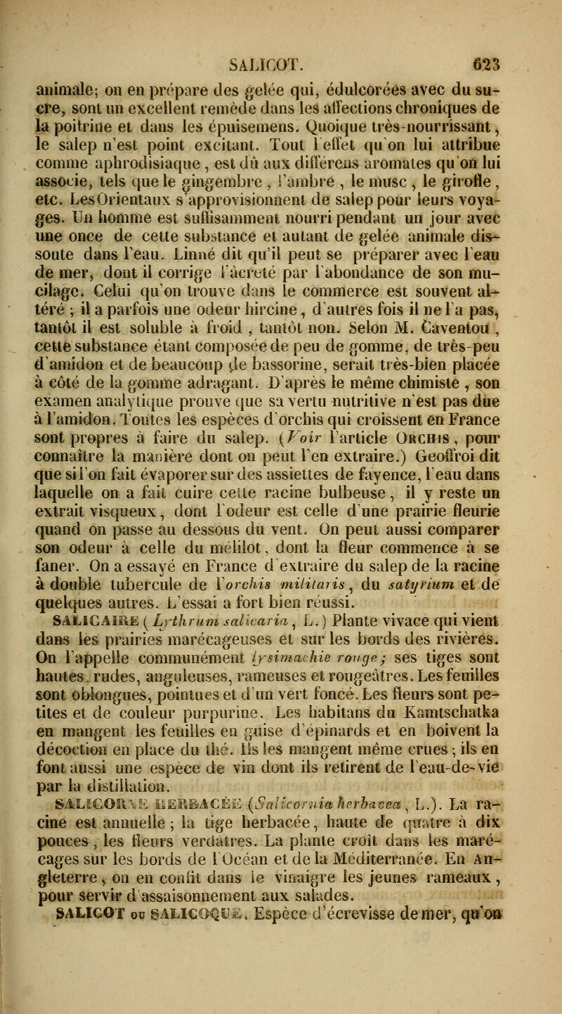 animale; on en prépare des gelée qui, édulcoréés avec du su- cre, sont un excellent remède dans les affections chroniques de la poitrine et dans les épuisemens. Quoique très-nourrissant, le salep n'est point excitant. Tout leffet qu on lui attribue comme aphrodisiaque , est dû aux différais aromates qu'on lui associe, tels que le gingembre , l'ambre , le musc , le girofle , etc. LesOrientaux s approvisionnent de salep pour leurs voya- ges. Un homme est suffisamment nourri pendant un jour avec une once de cette substance et autant de gelée animale dis- soute dans l'eau. Linné dit qu'il peut se préparer avec 1 eau de mer, dont il corrige Tàcreté par 1 abondance de son mu- cilage. Celui qu'on trouve dans le commerce est souvent al- téré ; il a parfois une odeur hircine, d'autres fois il ne la pas, tantôt il est soluble à froid , tantôt non. Selon M. Caventou , cette substance étant composée de peu de gomme, de très-peu d'amidon et de beaucoup de bassorine, serait très-bien placée à côté de la gomme adragant. D'après le même chimiste , son examen analytique prouve que sa vertu nutritive n'est pas due à l'amidon. Toutes les espèces d'orchis qui croissent en France sont propres à faire du salep. {Voir l'article Orcbis , pour connaître la manière dont on peut l'en extraire.) Geoffroi dit que si l'on fait évaporer sur des assiettes de fayence, l'eau dans laquelle on a fait cuire cette racine bulbeuse, il y reste un extrait visqueux, dont Fodeur est celle d'une prairie fleurie quand on passe au dessous du vent. On peut aussi comparer son odeur à celle du mélilot, dont la fleur commence à se faner. On a essayé en France d extraire du salep de la racine à double tubercule de Yorchis militaris , du satyrium et de quelques autres. L'essai a fort bien réussi. SAlicaïiië ( Lythrwm salicaria, L. ) Plante vivace qui vient dans les prairies marécageuses et sur les bords des rivières. On l'appelle communément ij-simachie rouge; ses tiges sont hautes, rudes, anguleuses, rameuses et rougeâtres. Les feuilles sont obiongues, pointues et d'un vert foncé. Les fleurs sont pe- tites et de couleur purpurine. Les habitans du Kamtschalka en mangent les feuilles en guise d'épinards et en boivent la décoction en place du thé. Ils les mangent même crues ; ils en font aussi une espèce de vin dont ils retirent de leau-de-vie par la distillation. SAL!COR.\E ISERBACÉE (Salicornia herbacea , L.). La ra- cine est annuelle ; la tige herbacée, haute de quatre à dix pouces , les fleurs verciatres. La plante croit dans les maré- cages sur les bords de l'Océan et de la Méditerranée. En An- gleterre , on en coniit dans ie vinaigre les jeunes rameaux , pour servir d assaisonnement aux salades. SALICOT qu salicoçue, Espèce d'écrevisse de mer, qu o»
