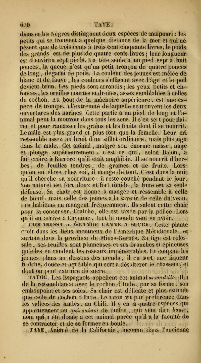 070 TAYE. dicns et les Nègres distinguent deux espèces de maïpouri : les petits qui se trouvent à quelque distance de la mer et qui ne pèsent que de trois cents à trois cent cinquante livres; le poids des grands est de plus de quatre cents livres ; leur longueur est d'environ sept pieds. La tête seule a un pied sept à huit pouces, la queue n'est qu'un petit tronçon de quatre pouces de long, dégarni de poils. La couleur des jeunes est mêlée de blanc et de fauve ; les couleurs s'effacent avec l'âge et le poil devient brun. Les pieds sont arrondis ; les yeux petits et en- foncés ; les oreilles courtes et droites, assez semblables à celles du cochon, kru bout de la mâchoire supérieure , est une es- pèce de trompe, à l'extrémité de laquelle se trouvent les deux ouvertures des narines. Cette partie a un pied de long et l'a- nimal peut la mouvoir dans tous les sens. Il s'en sert pour flai- rer et pour ramasser les grains et les fruits dont il se nourrit. Le mâle est plus grand et plus fort que la femelle. Leur cri ressemble assez au bruit d'un sifflet ordinaire, mais plus aigu dans le mâle. Cet animal, malgré son énorme masse, nage et plonge supérieurement; c'est ce qui, selon Bajon, a fait croire à Barrère qu'il était amphibie. Il se nourrit d'her- bes , de feuilles tendres, de graines et de fruits. Lors- qu'on en élève chez soi, il mange de tout. C'est dans la nuit qu'il cherche sa nourriture ; il reste couché pendant le jour. Son naturel est fort doux et fort timide ; la fuite est sa seule défense. Sa chair est bonne à manger et ressemble à celle de bœuf; mais celle des jeunes a la saveur de celle du veau. Les habitans en mangent fréquemment. Ils salent cette chair pour la conserver. Fraîche, elle est taxée par la police. Lors qu'il en arrive à Cayenne , tout le monde veut en avoir. TAQUARLSSA ou GRANDE CANNE A SUCRE. Cette plante croît dans les lieux montueux de l'Amérique Méridionale, et surtout dans la province de Minas-Geraës. Sa tige est colos- sale ,. ses feuilles sont plumeuses et ses branches si épineuses qu'elles en rendent les roseaux impénétrables. En coupant les jeunes plans au dessous des nœuds, il en sort une liqueur fraîche, douce et agréable qui sert à désaltérer le chasseur, et dont on peut extraire du sucre. tatou. Les Espagnols appellent cet animal armndillo. Il a de la ressemblance avec le cochon d'Inde, par sa forme , son embonpoint et ses soies. Sa chair est délicate et plus estimée que celle du cochon d'Inde. Le tatou vit par préférence dans les vallées des Andes , au Chili. Il y en a quatre espèces qui appartiennent au quirefuinci, de Buffon , qui veut dire boule, nom qui a été donné à cet animal parce qu'il a la faculté de se contracter et de se former en boule. TA\Et Animal de la Californie, inconnu dans l'ancienne
