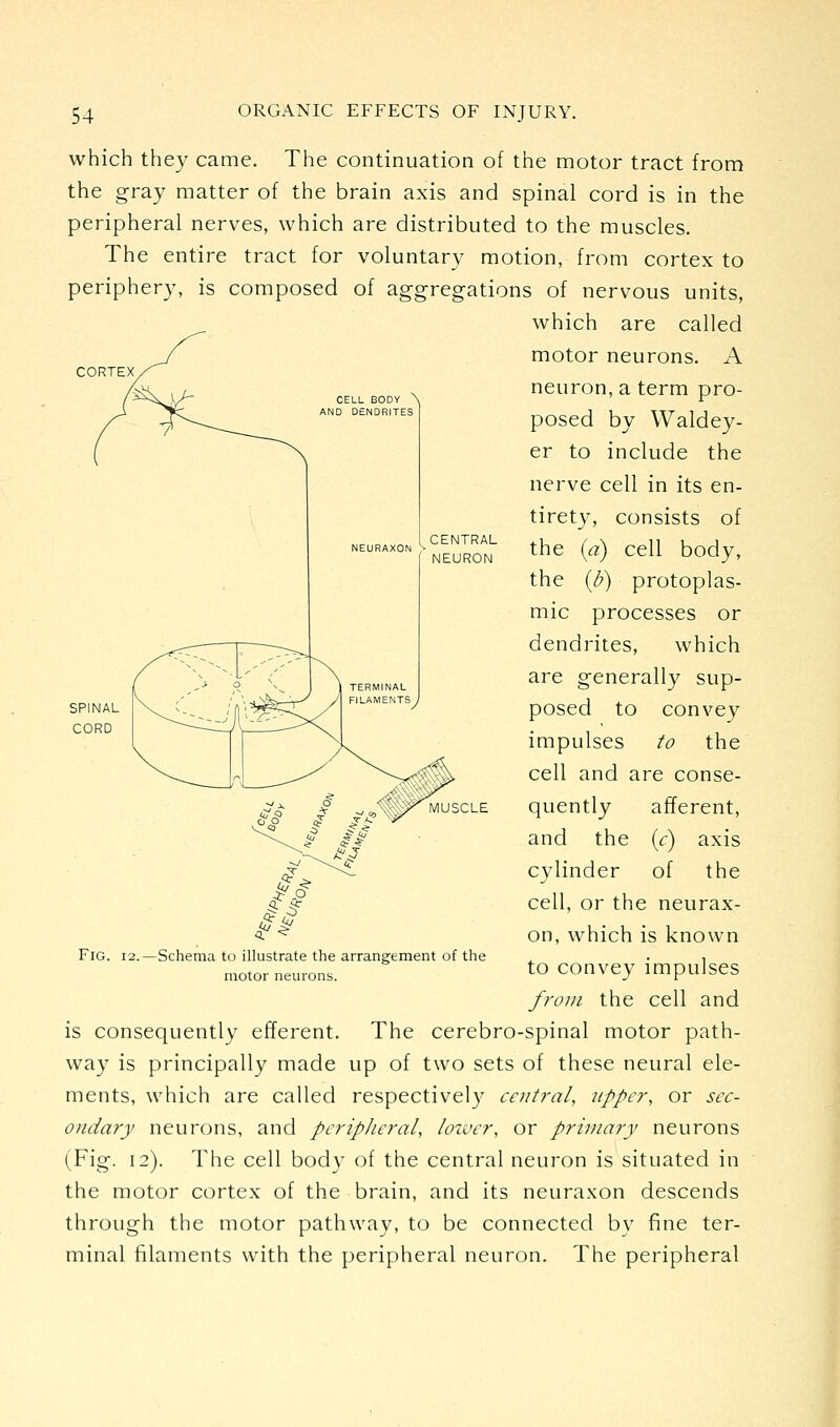 which they came. The continuation of the motor tract from the gray matter of the brain axis and spinal cord is in the peripheral nerves, which are distributed to the muscles. The entire tract for voluntary motion, from cortex to periphery, is composed of aggregations of nervous units, which are called motor neurons. A neuron, a term pro- posed by Waldey- er to include the nerve cell in its en- tirety, consists of the {a) cell body, the {b) protoplas- mic processes or dendrites, which are generally sup- posed to convey impulses to the cell and are conse- quently afferent, and the (<:) axis cylinder of the cell, or the neurax- on, which is known to convey impulses from the cell and is consequently efferent. The cerebro-spinal motor path- way is principally made up of two sets of these neural ele- ments, which are called respectively central, upper, or sec- ondary neurons, and peripheral, lower, or primary neurons (Fig. 12). The cell body of the central neuron is situated in the motor cortex of the brain, and its neuraxon descends through the motor pathway, to be connected by fine ter- minal filaments with the peripheral neuron. The peripheral Fig. 12.—Schema to illustrate the arrangement of the motor neurons.