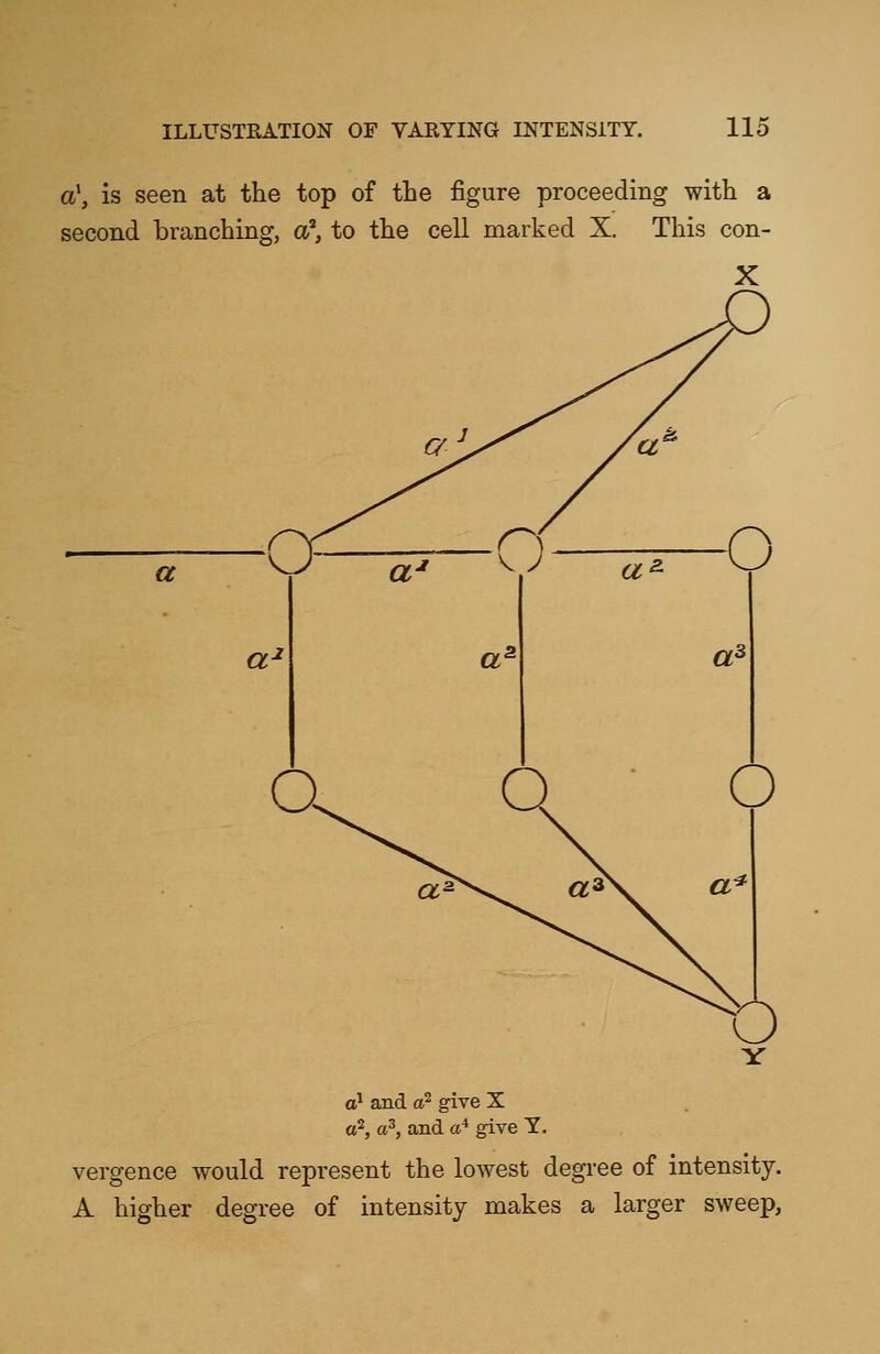 a\ is seen at the top of the figure proceeding with a second branching, aa, to the cell marked X. This con- a a- a1 and a? give X a2, a3, and a4 give Y. a3 a?, a3, and a4 give Y. vergence would represent the lowest degree of intensity. A higher degree of intensity makes a larger sweep,