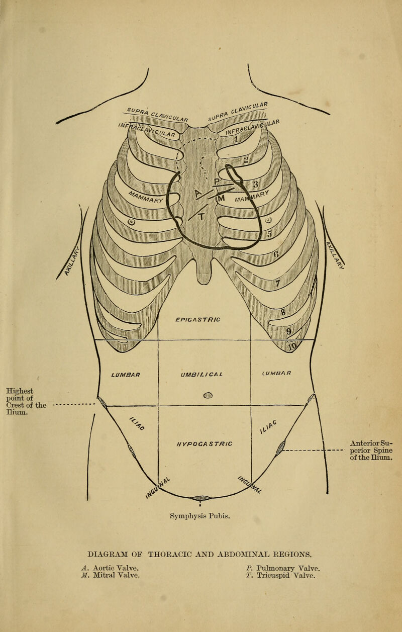 Symphysis Pubis. DIAGRAM OF THORACIC AND ABDOMINAL REGIONS. A. Aortic Valve. M. Mitral Valve. P. Pulmonary Valve. T. Tricuspid Valve.