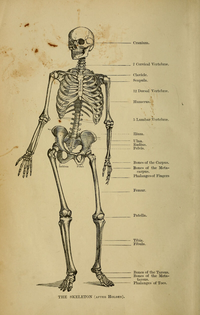 Cranium. 7 Cervical Vertebrae. Clavicle. Scapula. 12 Dorsal Vertebrae. Humerus. 5 Lumbar-Vertebrae. Ilium. Ulna. Radius. Pelvis. Bones of the Carpus. Bones of the Meta- carpus. Phalanges of Fingers Femur. Patella. Tibia. Fibula. Bones of the Tarsus. Bones of the Meta- tarsus. Phalanges of Toes. THE SKELETON (after Holden).