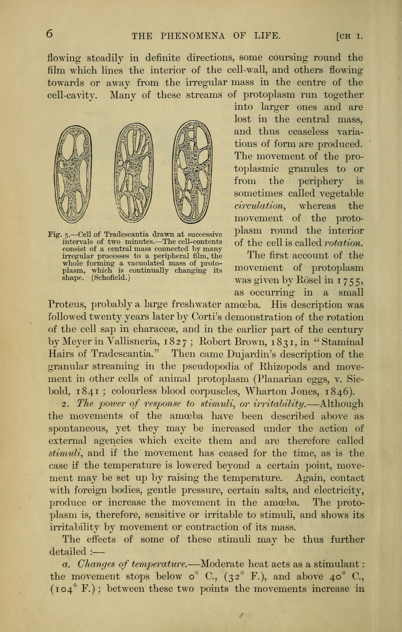 Fig. 5.—Cell of Tradescantia drawn at successive intervals of two minutes.—The cell-contents consist of a central mass connected by many irregular processes to a peripheral film, the whole forming a vacuolated mass of proto- plasm, which is continually changing its shape. (Schofield.) flowing steadily in definite directions, some conrsing round the film which lines the interior of the cell-wall, and others flowing towards or away from the irregular mass in the centre of the cell-cavity. Many of these streams of protoplasm run together into larger ones and are lost in the central mass, and thus ceaseless varia- tions of form are produced. The movement of the pro- toplasmic granules to or from the periphery is sometimes called vegetable circulation, whereas the movement of the proto- plasm round the interior of the cell is called rotation. The first account of the movement of protoplasm was given by Rosel in 1755, as occurring in a small Proteus, probably a large freshwater amoeba. His description was followed twenty years later by Corti's demonstration of the rotation of the cell sap in characeee, and in the earlier part of the century by Meyer in Vallisneria, 1827; Robert Brown, 1831, in  Staminal Hairs of Tradescantia. Then came Dujardin's description of the granular streaming in the pseudopodia of Rhizopods and move- ment in other cells of animal protoplasm (Planarian eggs, v. Sie- bold, 1841 ; colourless blood corpuscles, Wharton Jones, 1846). 2. The power of response to stimuli, or irritability.—Although the movements of the amoeba have been described above as spontaneous, yet they may be increased under the action of external agencies which excite them and are therefore called stimuli, and if the movement has ceased for the time, as is the case if the temperature is lowered beyond a certain point, move- ment may be set up by raising the temperature. Again, contact with foreign bodies, gentle pressure, certain salts, and electricity, produce or increase the movement in the amoeba. The proto- plasm is, therefore, sensitive or irritable to stimuli, and shows its irritability by movement or contraction of its mass. The effects of some of these stimuli may be thus further detailed :— a. Changes of temperature.—Moderate heat acts as a stimulant: the movement stops below o° C, (320 F.), and above 400 C, (1040 F.); between these two points the movements increase in