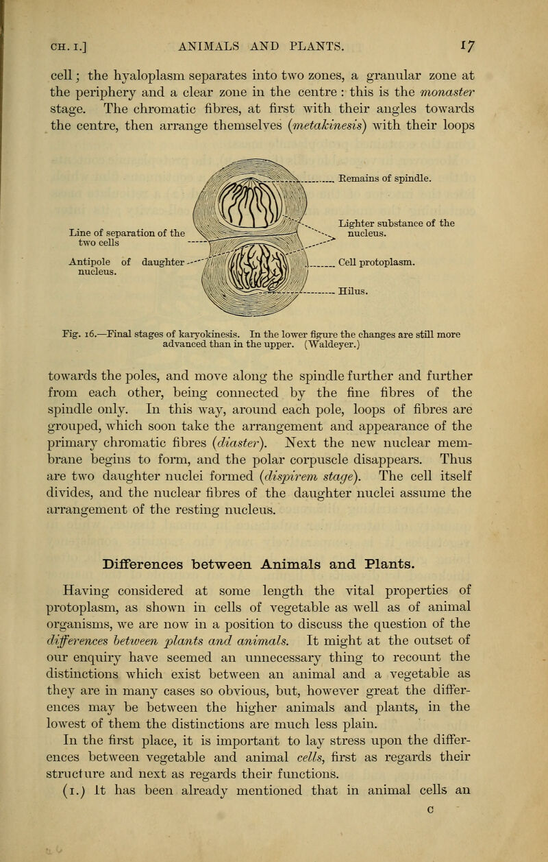 cell; the hyaloplasm separates into two zones, a granular zone at the periphery and a clear zone in the centre : this is the monaster stage. The chromatic fibres, at first with their angles towards the centre, then arrange themselves (metakznesis) with their loops Eemains of spindle. Line of separation of the two cells Antipole of daughter --- nucleus. //| Lighter substance of the nucleus. Cell protoplasm. Hilus. Fig. 16.—Final stages of karyokinesis. In the lower figure the changes are still more advanced than in the upper. (Waldeyer.) towards the poles, and move along the spindle further and further from each other, being connected by the fine fibres of the spindle only. In this way, around each pole, loops of fibres are grouped, which soon take the arrangement and appearance of the primary chromatic fibres (diaster). Next the new nuclear mem- brane begins to form, and the polar corpuscle disappears. Thus are two daughter nuclei formed (dispirem stage). The cell itself divides, and the nuclear fibres of the daughter nuclei assume the arrangement of the resting nucleus. Differences between Animals and Plants. Having considered at some length the vital properties of protoplasm, as shown in cells of vegetable as well as of animal organisms, we are now in a position to discuss the question of the differences between plants and animals. It might at the outset of our enquiry have seemed an unnecessary thing to recount the distinctions which exist between an animal and a vegetable as they are in many cases so obvious, but, however great the differ- ences may be between the higher animals and plants, in the lowest of them the distinctions are much less plain. In the first place, it is important to lay stress upon the differ- ences between vegetable and animal cells, first as regards their structure and next as regards their functions. (1.) It has been already mentioned that in animal cells an c