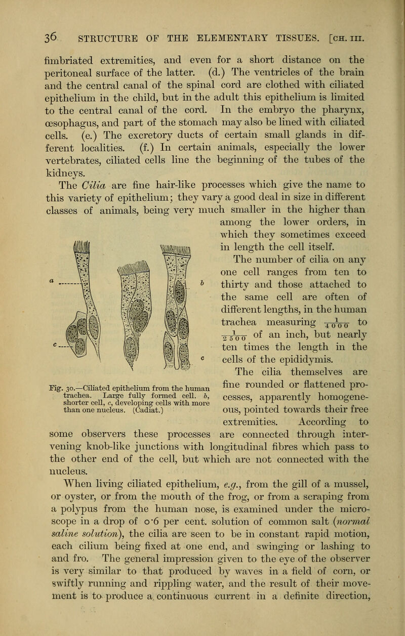 fimbriated extremities, and even for a short distance on the peritoneal surface of the latter, (d.) The ventricles of the brain and the central canal of the spinal cord are clothed with ciliated epithelium in the child, but in the adult this epithelium is limited to the central canal of the cord. In the embryo the pharynx, oesophagus, and part of the stomach may also be lined Avith ciliated cells, (e.) The excretory ducts of certain small glands in dif- ferent localities. (f.) In certain animals, especially the lower vertebrates, ciliated cells line the beginning of the tubes of the kidneys. The Cilia are fine hair-like processes which give the name to this variety of epithelium; they vary a good deal in size in different classes of animals, being very much smaller in the higher than among the lower orders, in which they sometimes exceed in length the cell itself. The number of cilia on any one cell ranges from ten to thirty and those attached to the same cell are often of different lengths, in the human trachea measuring 40100 to of an inch, but nearly the length in the Fig. 30.—Ciliated epithelium from the human trachea. Large fully formed cell, b, shorter cell, c, developing cells with more than one nucleus. (Cadiat.) 2 5W_ ten times cells of the epididymis. The cilia themselves are fine rounded or flattened pro- cesses, apparently homogene- ous, pointed towards their free extremities. According to some observers these processes are connected through inter- vening knob-like junctions with longitudinal fibres which pass to the other end of the cell, but which are not connected with the nucleus. When living ciliated epithelium, e.g., from the gill of a mussel, or oyster, or from the mouth of the frog, or from a scraping from a polypus from the human nose, is examined under the micro- scope in a drop of o*6 per cent, solution of common salt {normal saline solution), the cilia are seen to be in constant rapid motion, each cilium being fixed at one end, and swinging or lashing to and fro. The general impression given to the eye of the observer is very similar to that produced by waves in a field of corn, or swiftly running and rippling water, and the result of their move- ment is to produce a. continuous current in a definite direction,
