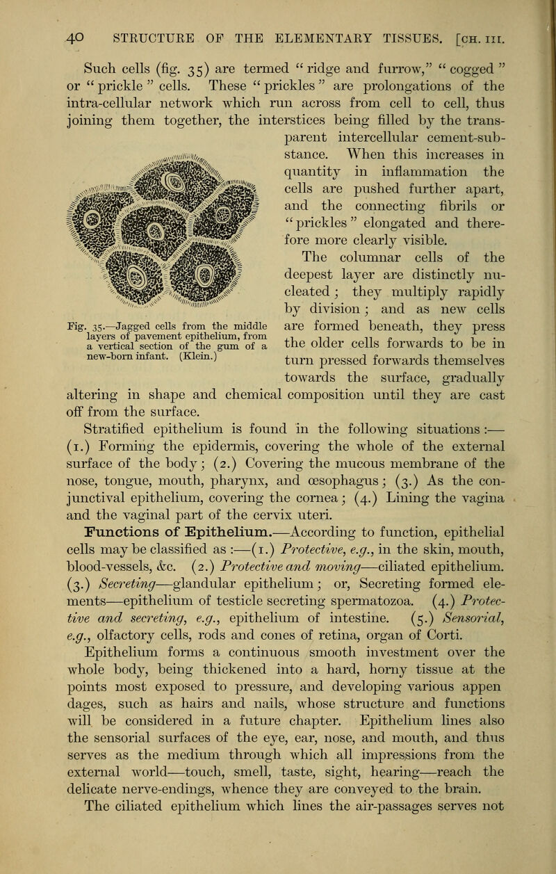 Pig. 35.-—Jagged cells from the middle layers of pavement epithelium, from a vertical section of the gum of a new-born infant. (Klein.) Such cells (fig. 35) are termed  ridge and furrow,  cogged  or  prickle  cells. These  prickles  are prolongations of the intra-cellular network which run across from cell to cell, thus joining them together, the interstices being filled by the trans- parent intercellular cement-sub- stance. When this increases in quantity in inflammation the cells are pushed further apart, and the connecting fibrils or  prickles  elongated and there- fore more clearly visible. The columnar cells of the deepest layer are distinctly nu- cleated ; they multiply rapidly by division; and as new cells are formed beneath, they press the older cells forwards to be in turn pressed forwards themselves towards the surface, gradually altering in shape and chemical composition until they are cast off from the surface. Stratified epithelium is found in the following situations :— (1.) Forming the epidermis, covering the whole of the external surface of the body; (2.) Covering the mucous membrane of the nose, tongue, mouth, pharynx, and oesophagus; (3.) As the con- junctival epithelium, covering the cornea; (4.) Lining the vagina and the vaginal part of the cervix uteri. Functions of Epithelium.—According to function, epithelial cells maybe classified as :—(1.) Protective, e.g., in the skin, mouth, blood-vessels, <fec. (2.) Protective and moving—ciliated epithelium. (3.) Secreting—glandular epithelium; or, Secreting formed ele- ments—epithelium of testicle secreting spermatozoa. (4.) Protec- tive and secreting, e.g., epithelium of intestine. (5.) Sensorial, e.g., olfactory cells, rods and cones of retina, organ of Corti. Epithelium forms a continuous smooth investment over the whole body, being thickened into a hard, horny tissue at the points most exposed to pressure, and developing various appen dages, such as hairs and nails, whose structure and functions will be considered in a future chapter. Epithelium lines also the sensorial surfaces of the eye, ear, nose, and mouth, and thus serves as the medium through which all impressions from the external world—touch, smell, taste, sight, hearing—reach the delicate nerve-endings, whence they are conveyed to the brain. The ciliated epithelium which lines the air-passages serves not